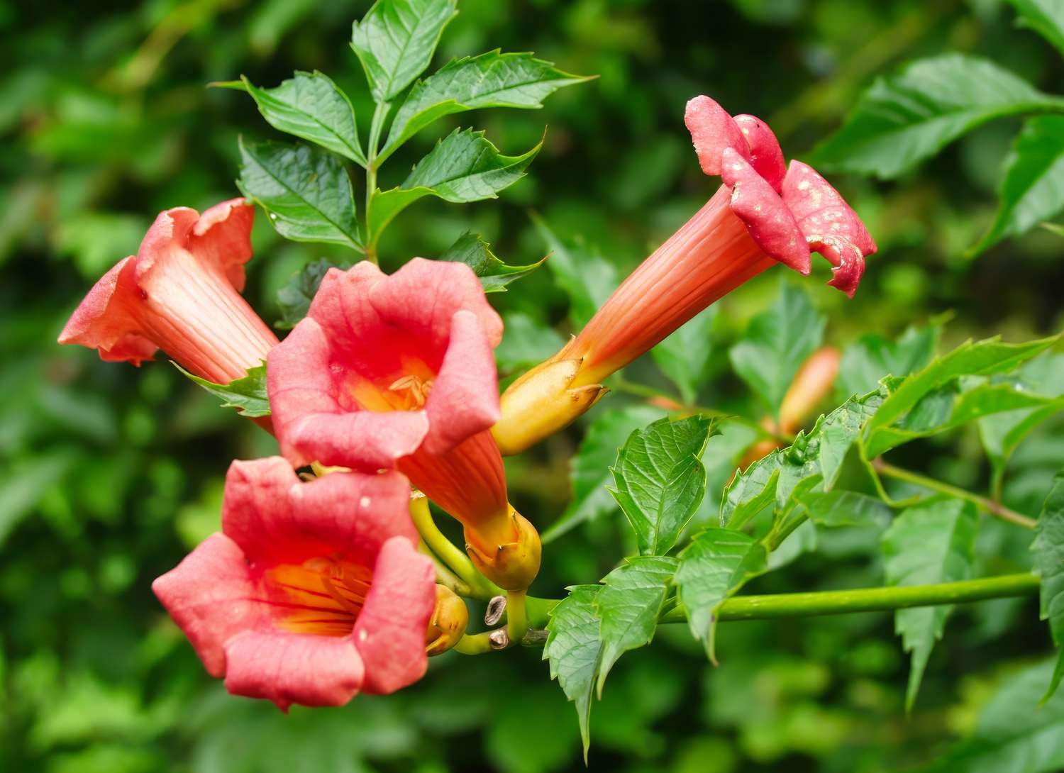 Trumpet Vine