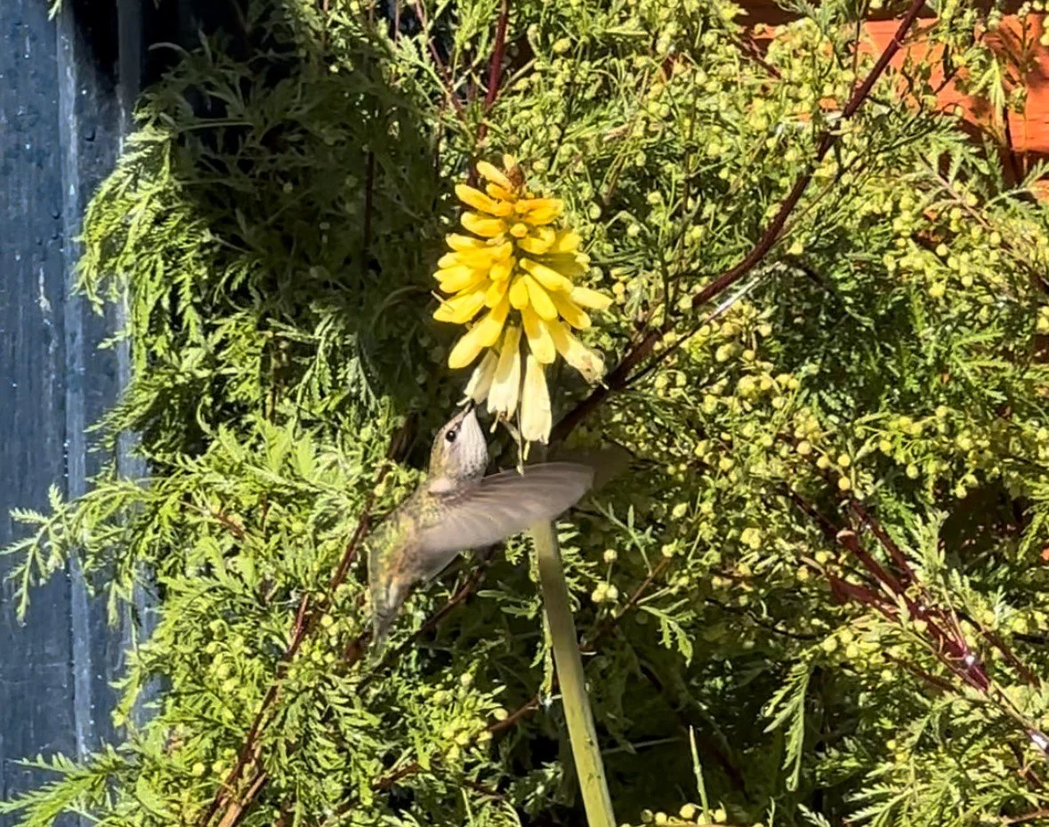 Red Hot Poker Yellow.jpg
