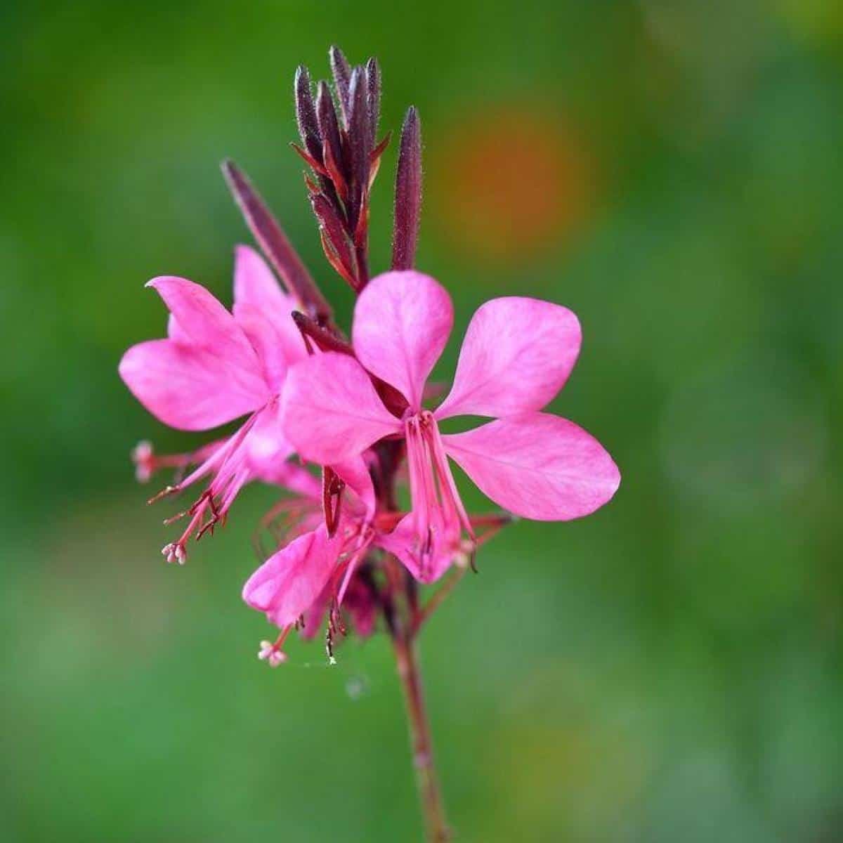 Gaura