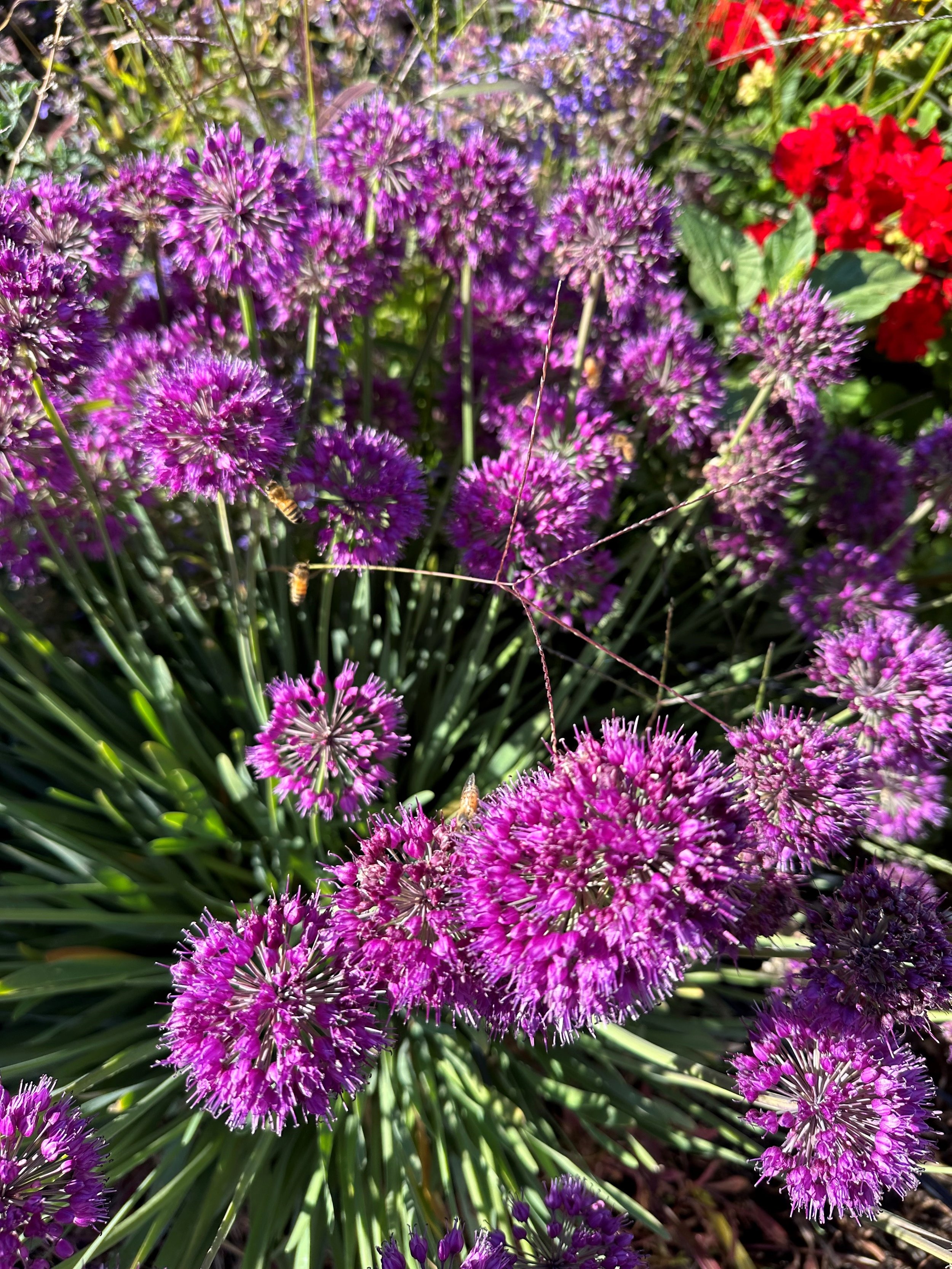 Ornamental Onion