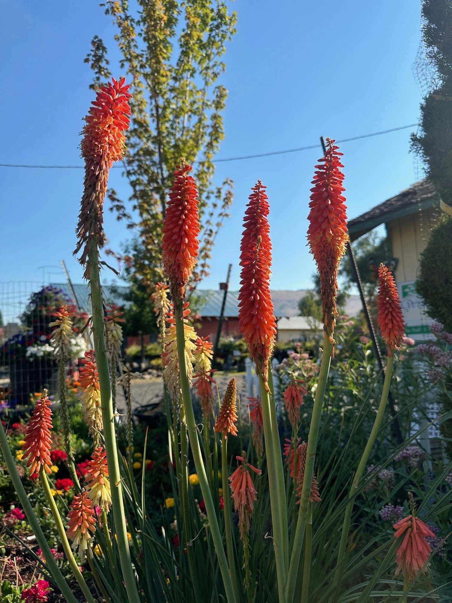 Red Hot Poker