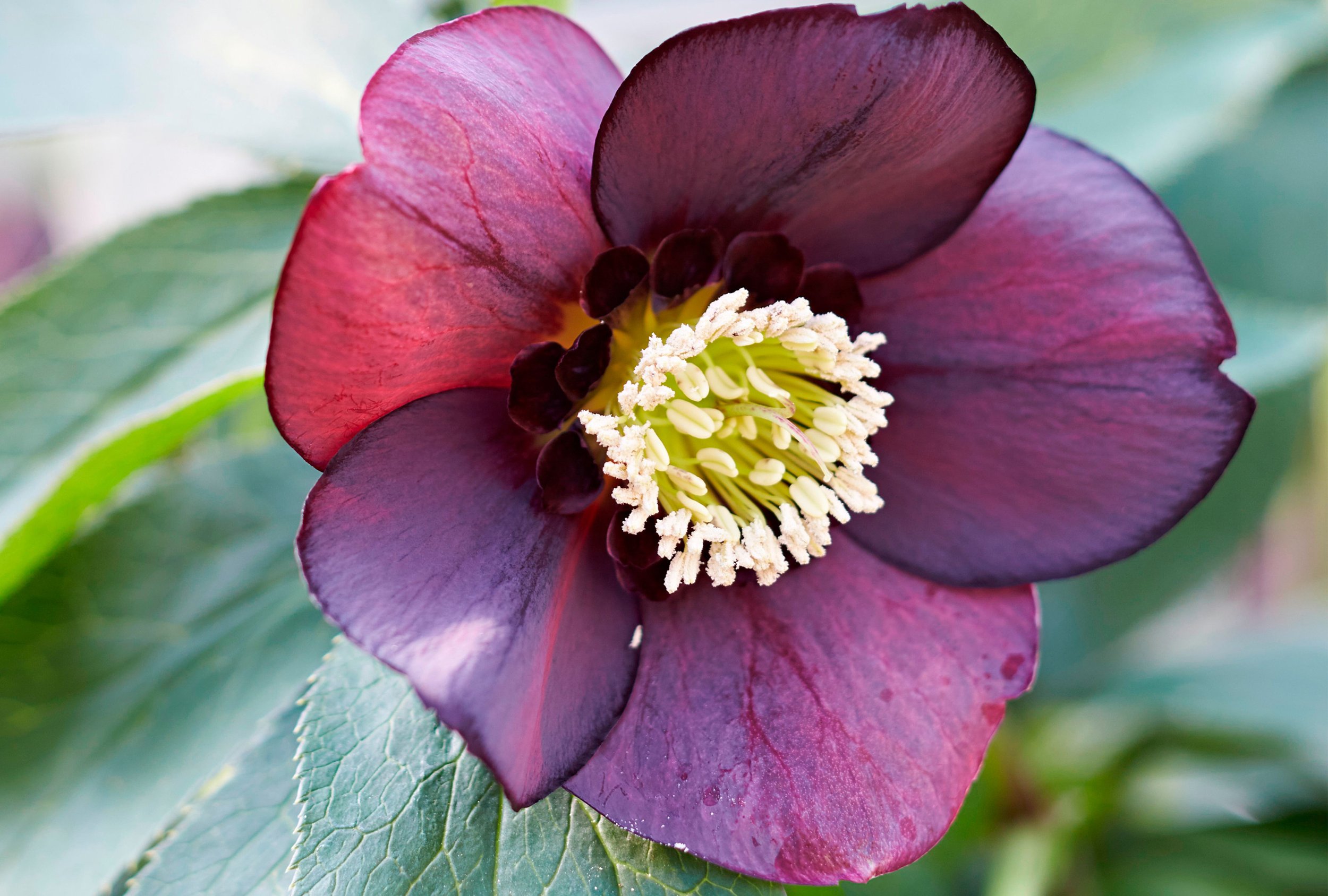 Hellebore