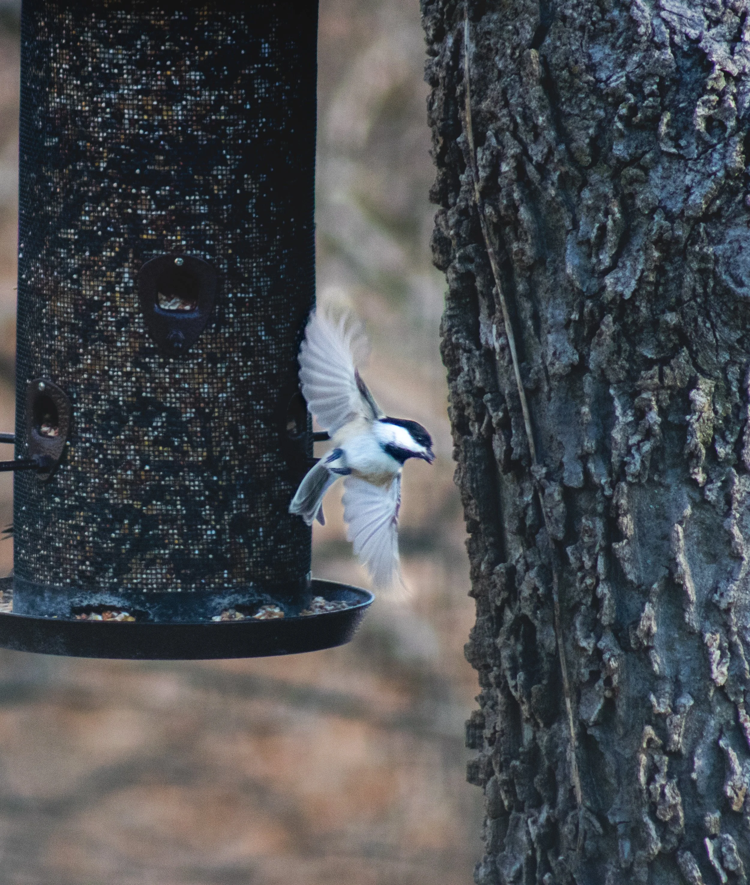 Portfolio images-2.jpg