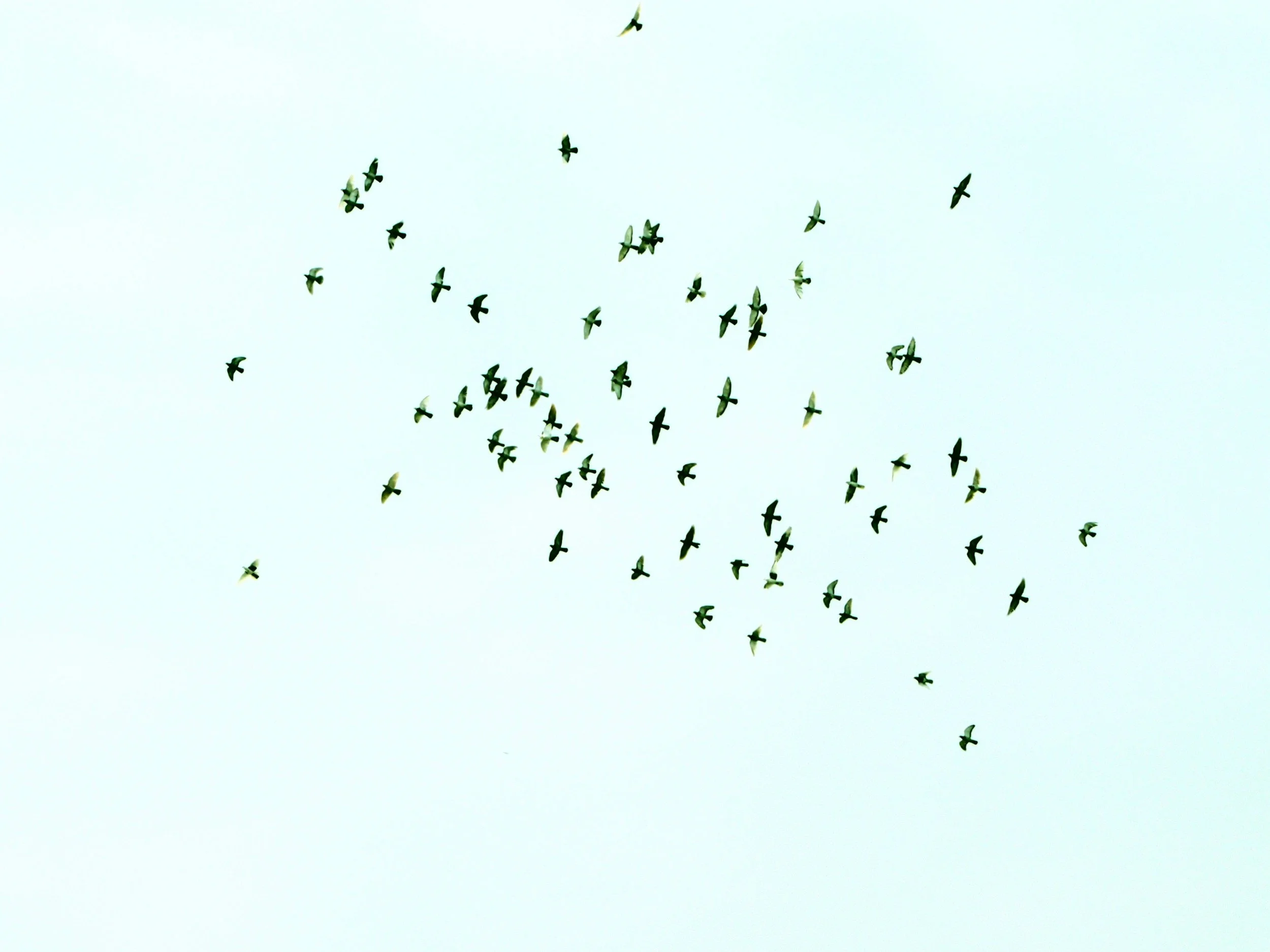 When Particles Synchronize and Swarm — A Tunable Colloidal Swarmalator
