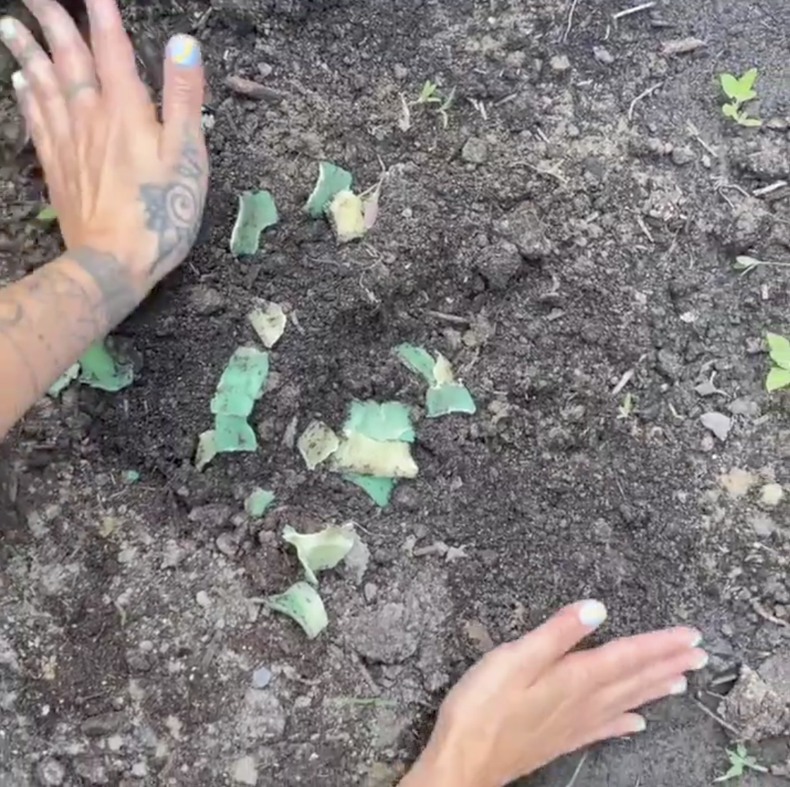 Sunscreen Algae Pod.png