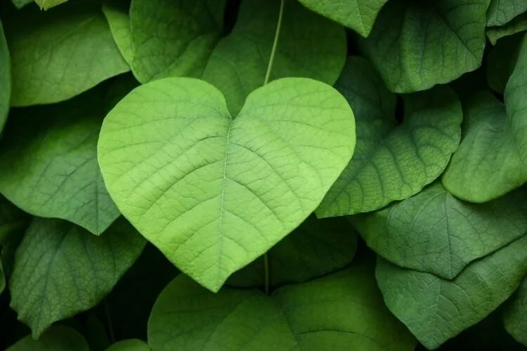 Plants-with-Heart-Shaped-Leaves.jpeg
