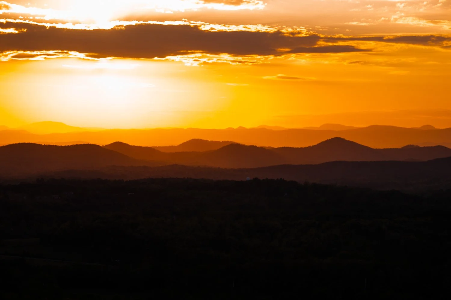 bottle tree photo-18.jpg