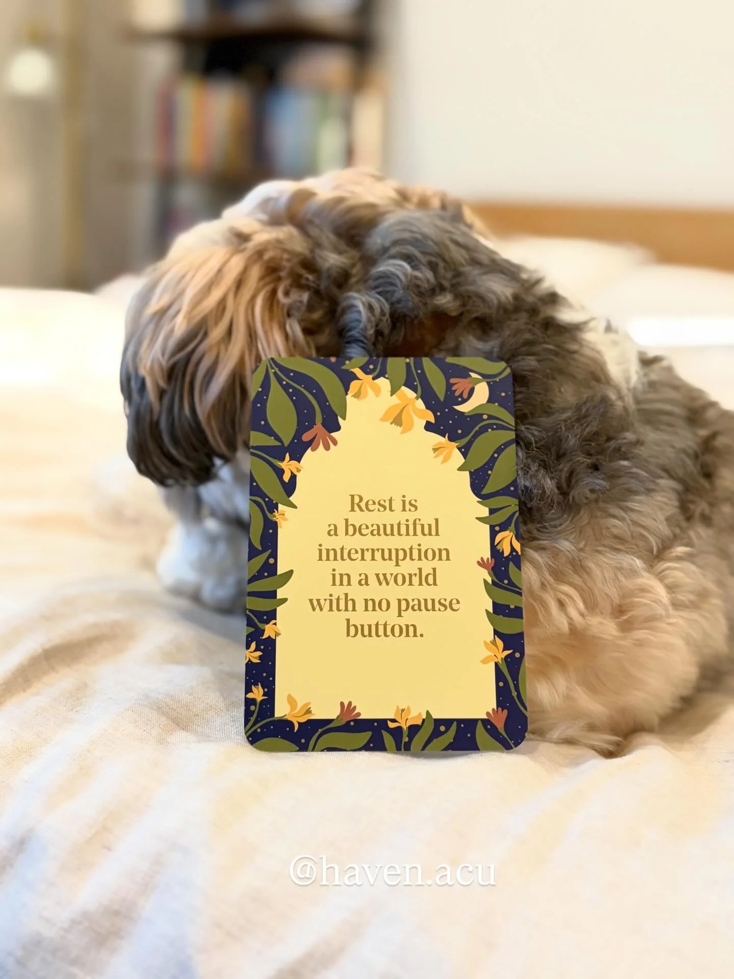 Happy Monday! Seems like a good time consider this invitation to rest as you intentionally plan your week. Some of you might even have the day off! Rest!

💚 Jeannie
🌐 www.haven-acu.com 

@mobithegreat didn&rsquo;t want to show his face this time 🐶