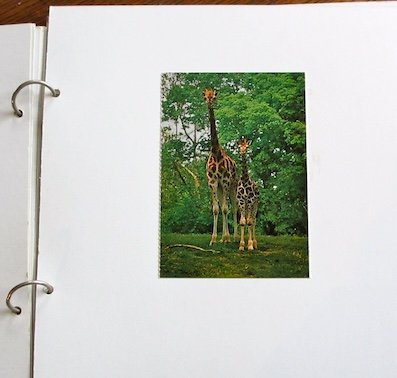 3 - K's giraffe illus..jpg