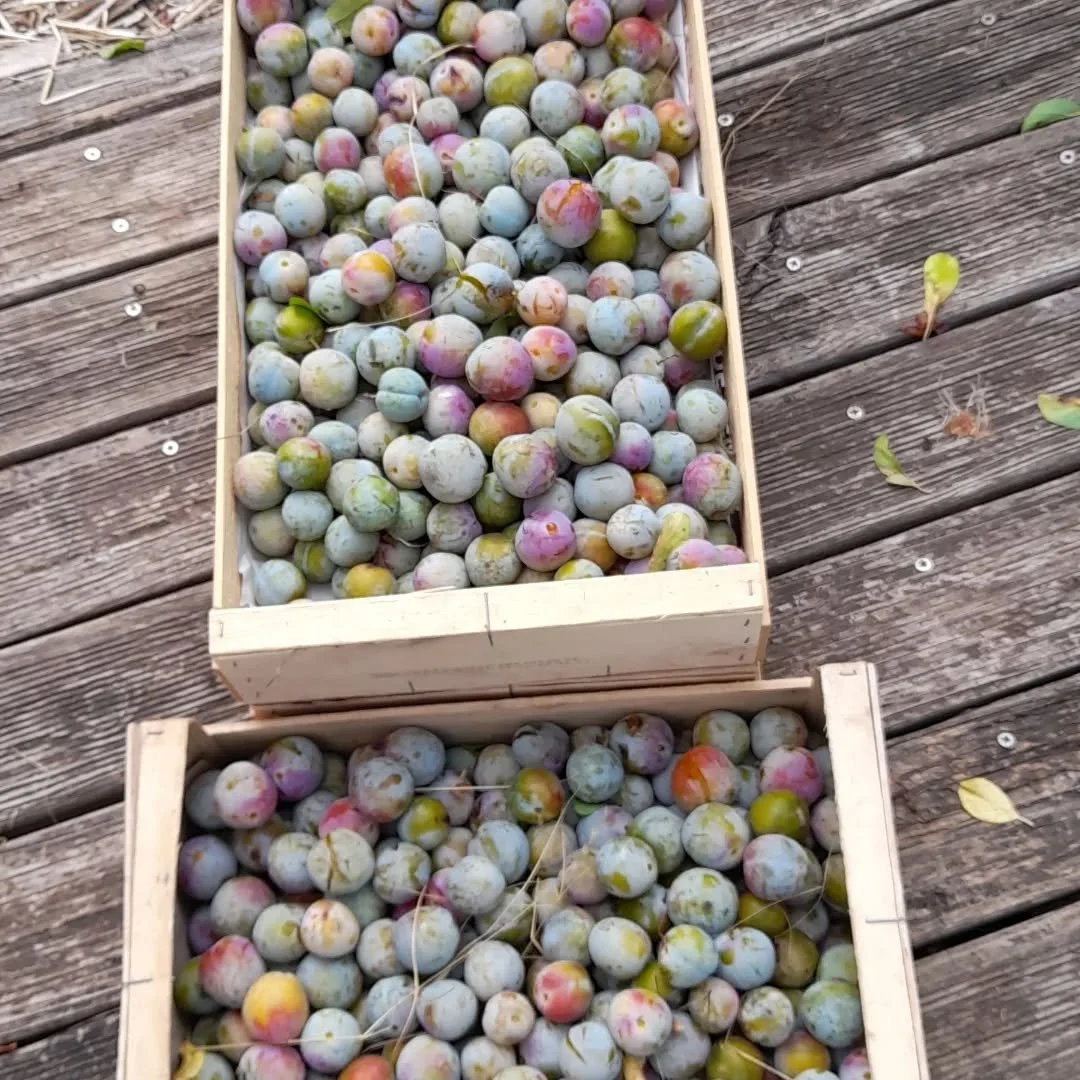 Confitures de reine-claude, crumble reine-claude, g&acirc;teaux &agrave; la courgette, aubergines r&ocirc;ti au four, caillettes maison, cornichons aigre-doux...nous sommes fiers qu'une partie de nos l&eacute;gumes que nous servons au g&icirc;te d'&e