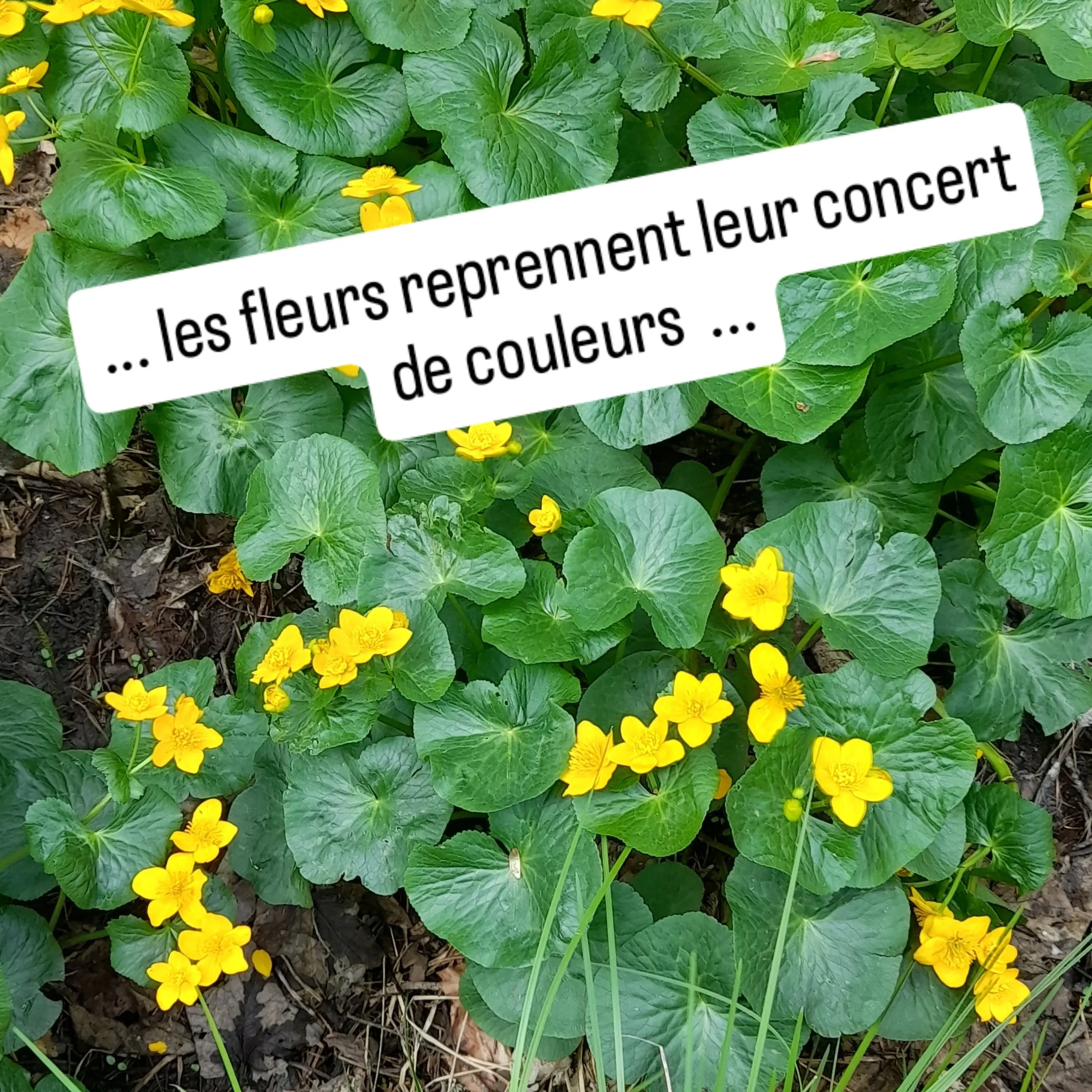 Pour ceux qui veulent profiter du magnifique Vallon de Combeau ...
@paysdioistourisme @chatillonendiois @parcduvercors 
#randonn&eacute;e #flore #montaiguille #vercors #diois