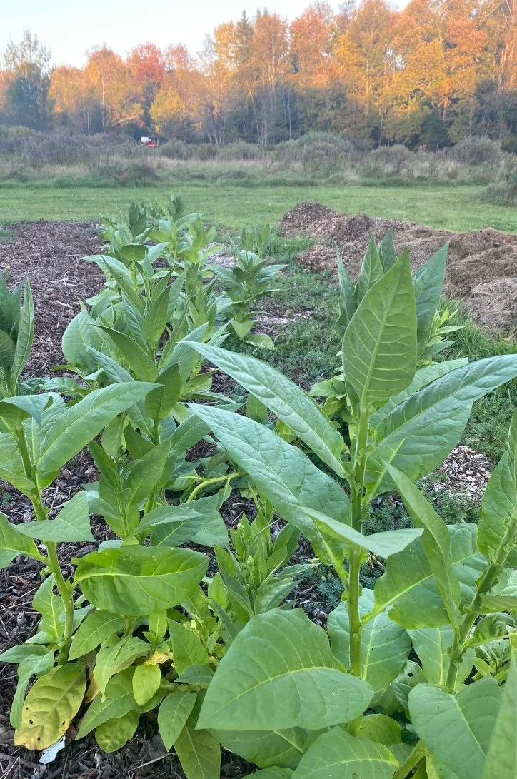 Screenshot 2025-01-15 at 1.53.05 PM.jpeg