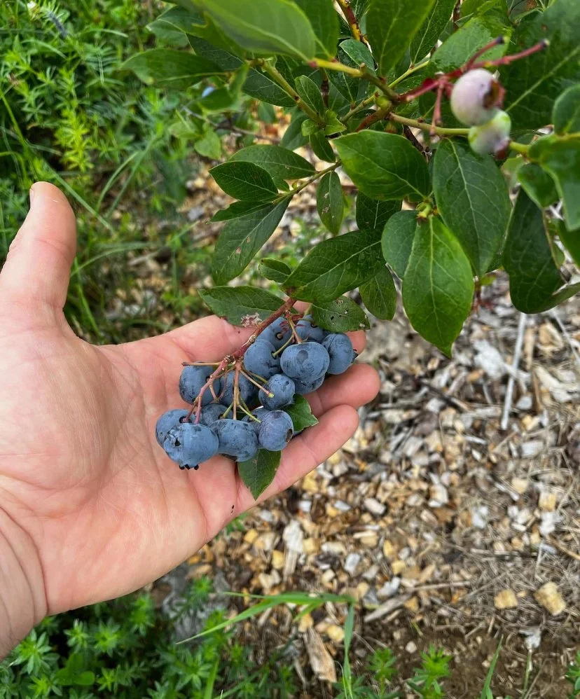 Screenshot 2025-01-15 at 1.51.46 PM.jpeg