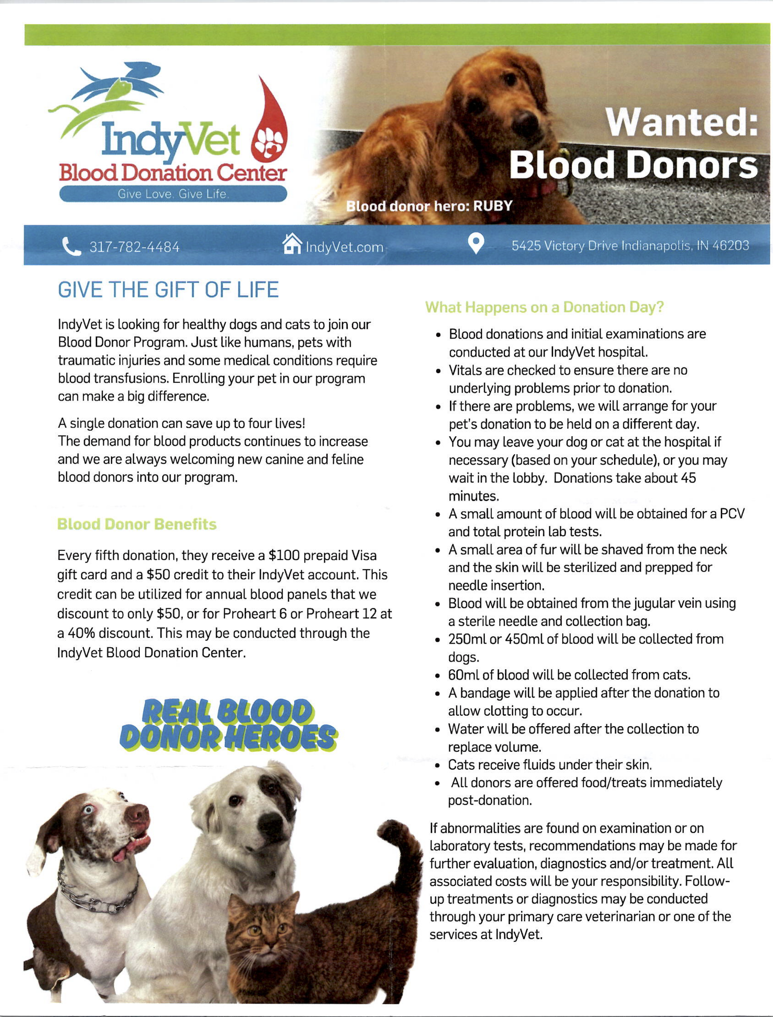 A blood donation flyer from IndyVet Blood Donation Center showing a dog, a cat, and a kitten at the bottom. The flyer has details about donating blood for pets, including benefits and procedures.