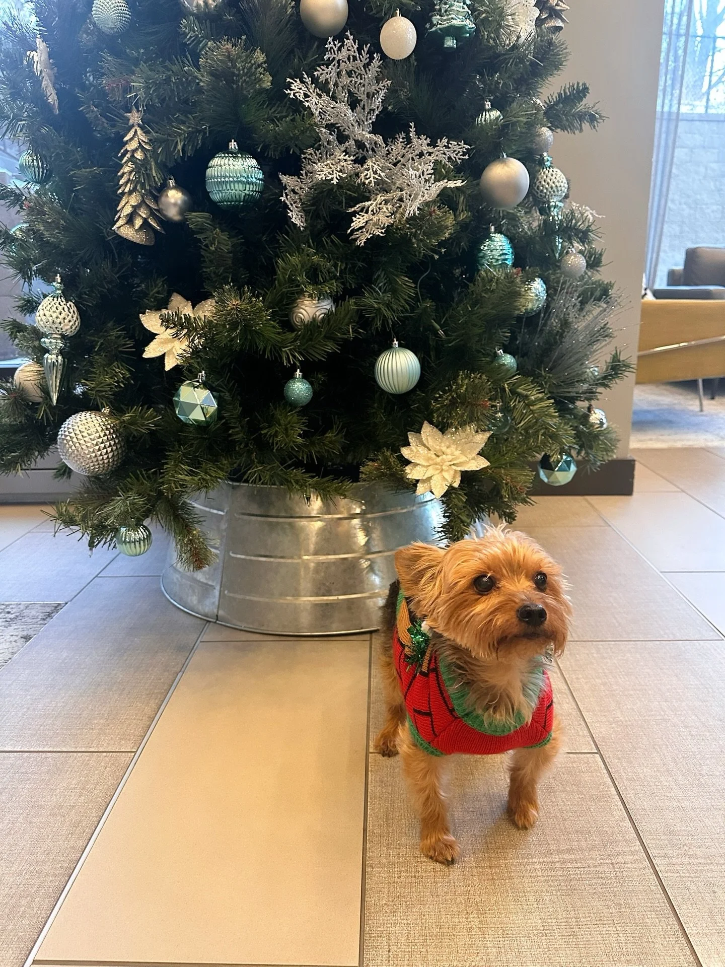 One of Rize at Opus Park&rsquo;s furry friends, Ziggy, looks like pure holiday joy wrapped in warmth! Ziggy is snuggly, cheerful, and absolutely ready to spread some cozy holiday joy! 🐾🎄🐶🔔

Ziggy wishes you Happy Holidays! #rizeatopuspark
