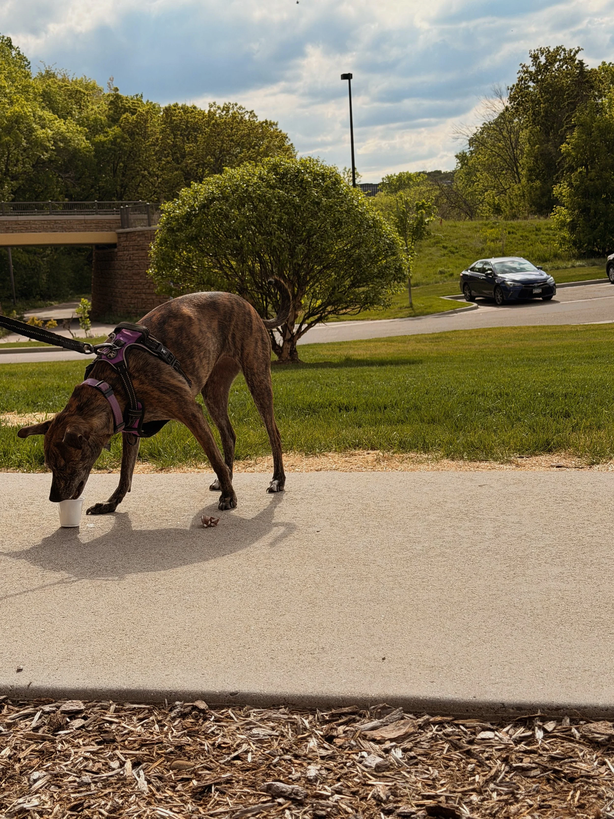 Here are a few snapshots from the Rize at Opus Park Pet Meetup! 

#rizeatopuspark 

🐾🐾🐾🐾🐾