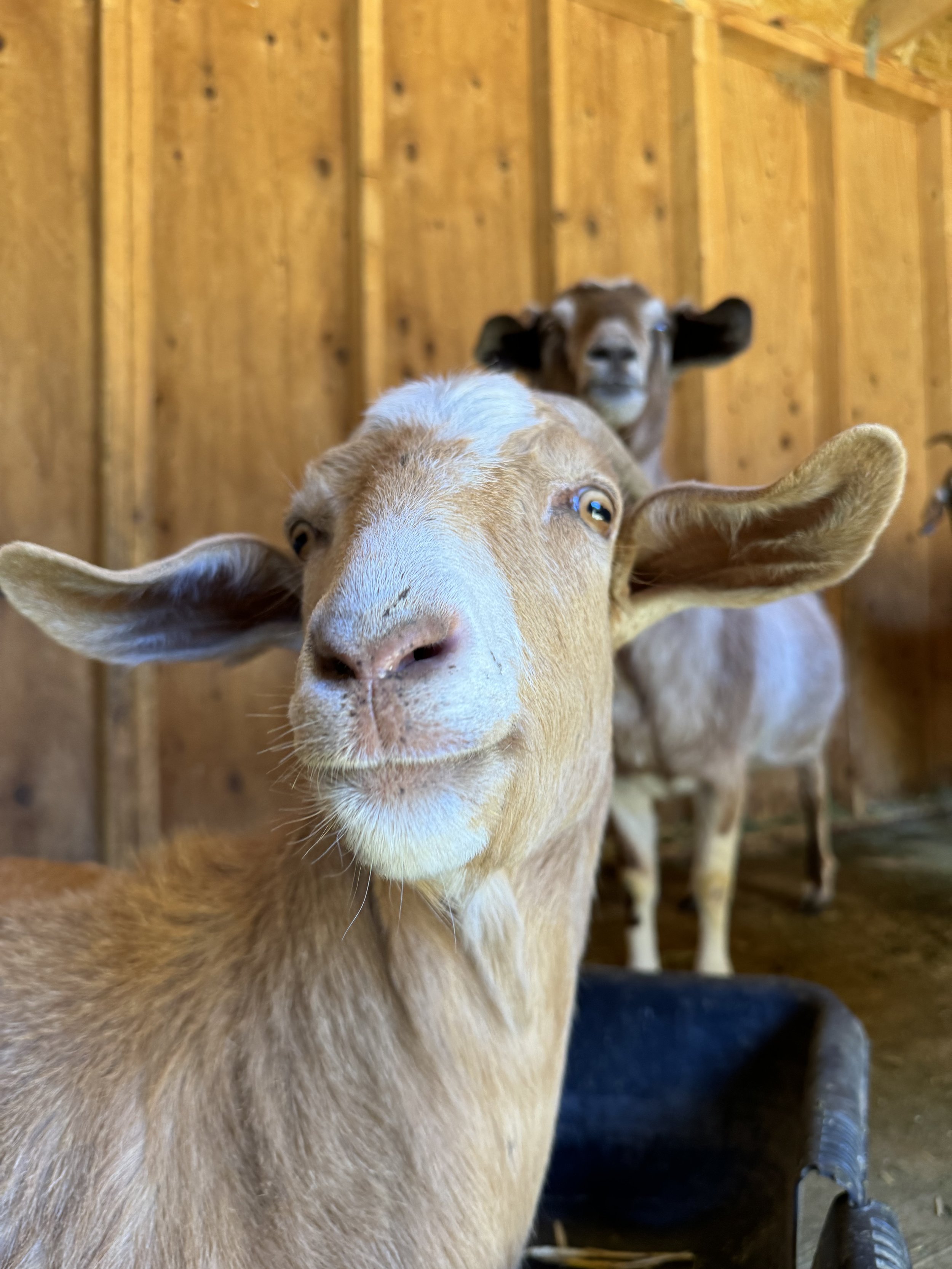 Goat Milk Soap Bar: Pine Tar
