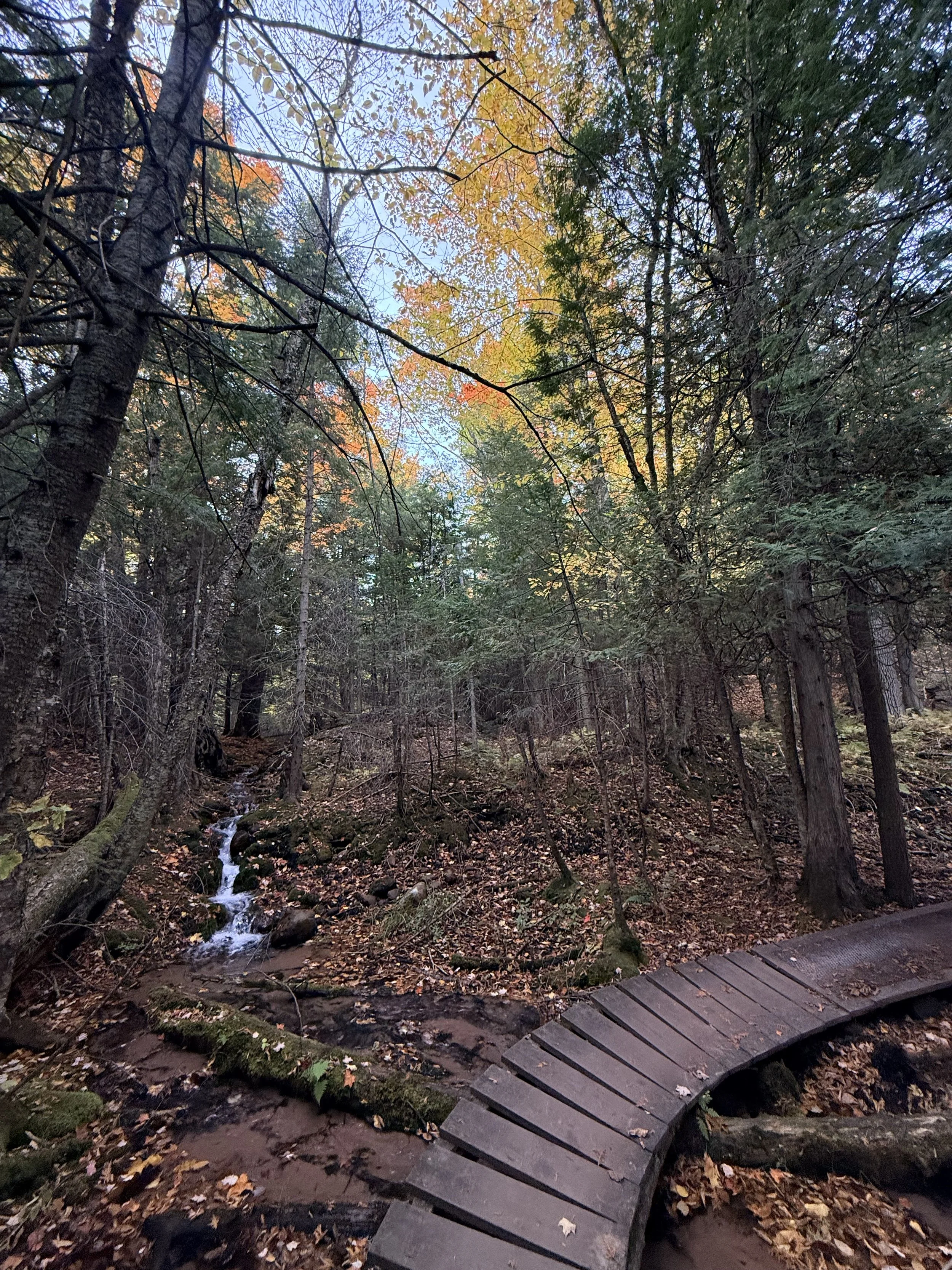 Carpe Diem Trail at Raging River Resort in Marquette, Michigan, winding through a scenic forest with colorful autumn foliage.