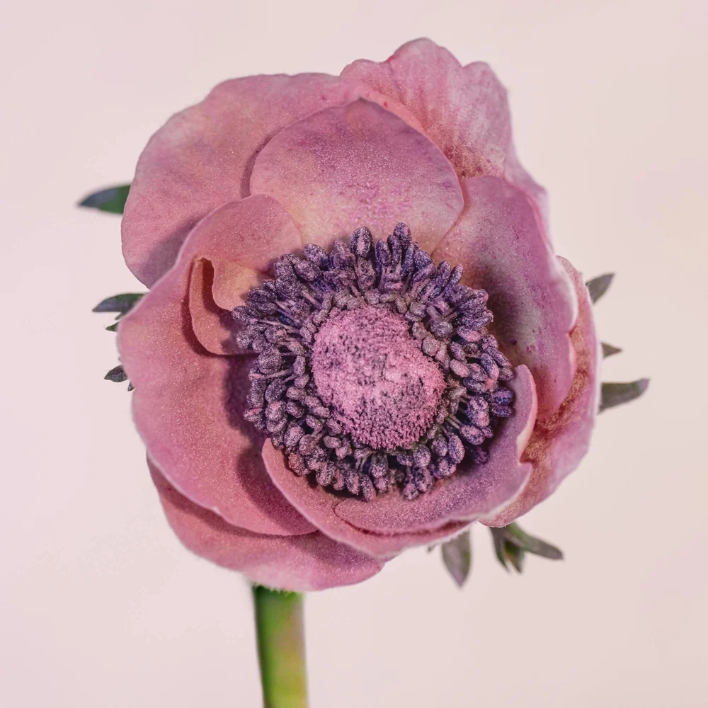 colorful-flower-photography-lisa-pearlman-photography