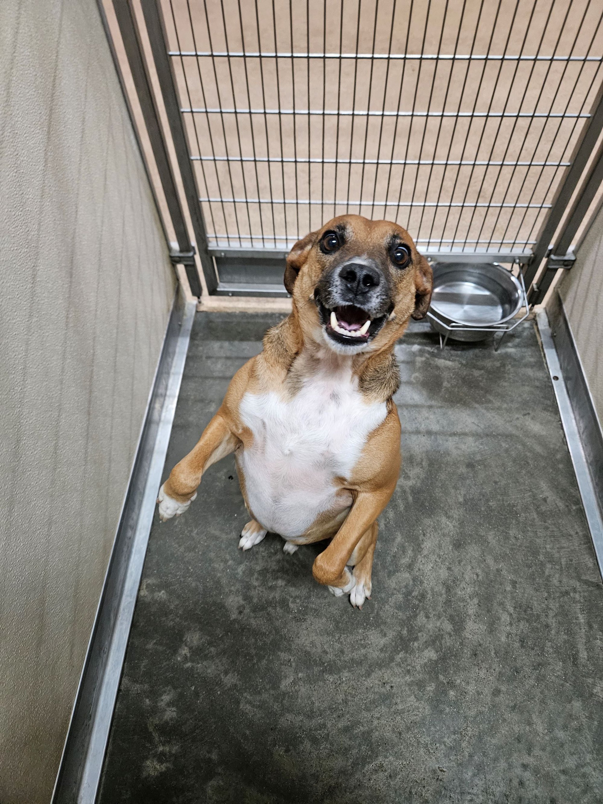 Kennel Resorts - Image 1