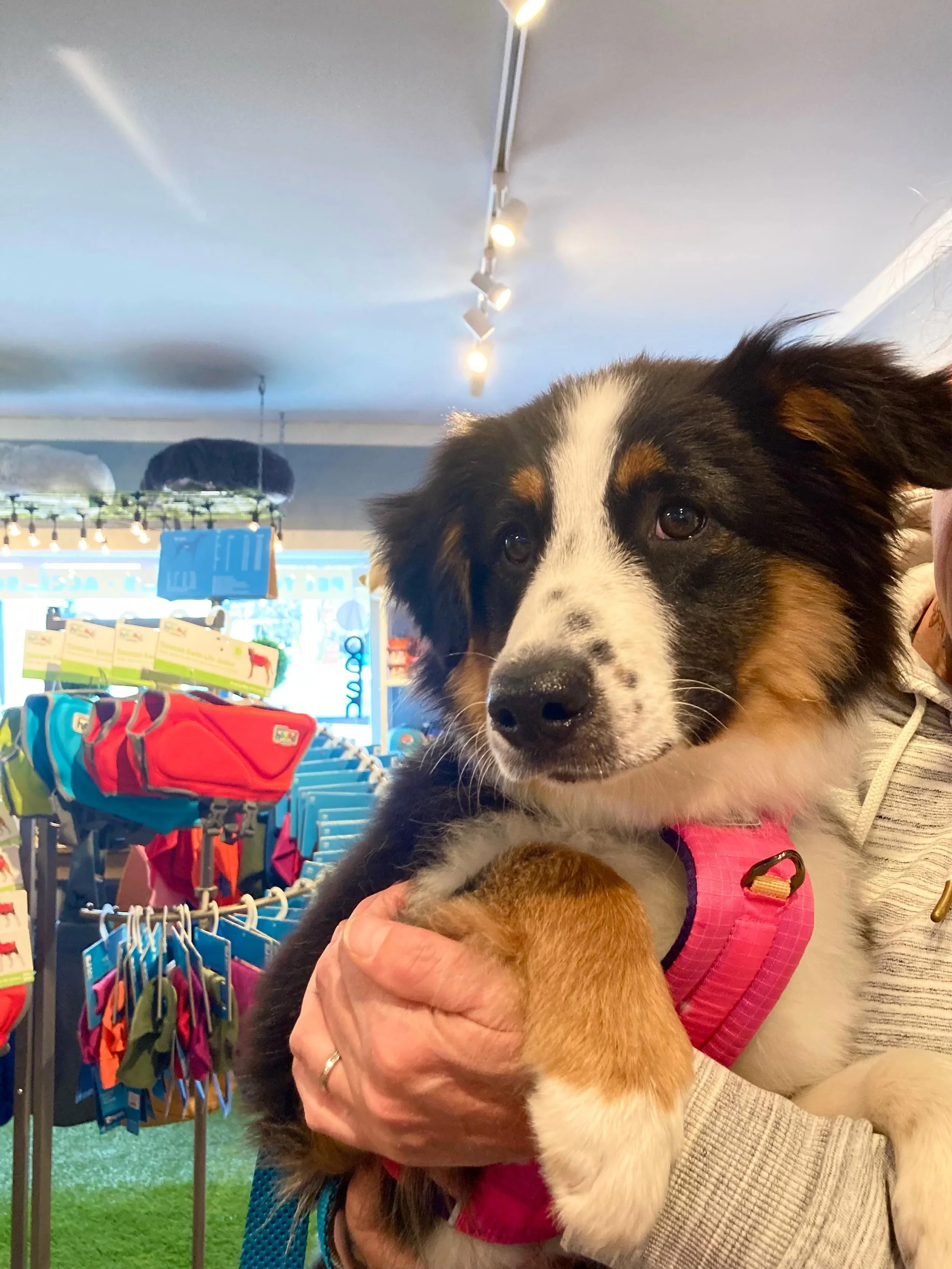 Sweet baby Delilah out and about today 🌷

#riverstreetdog #shopelkrapids #elkrapidsmi #downtownelkrapids