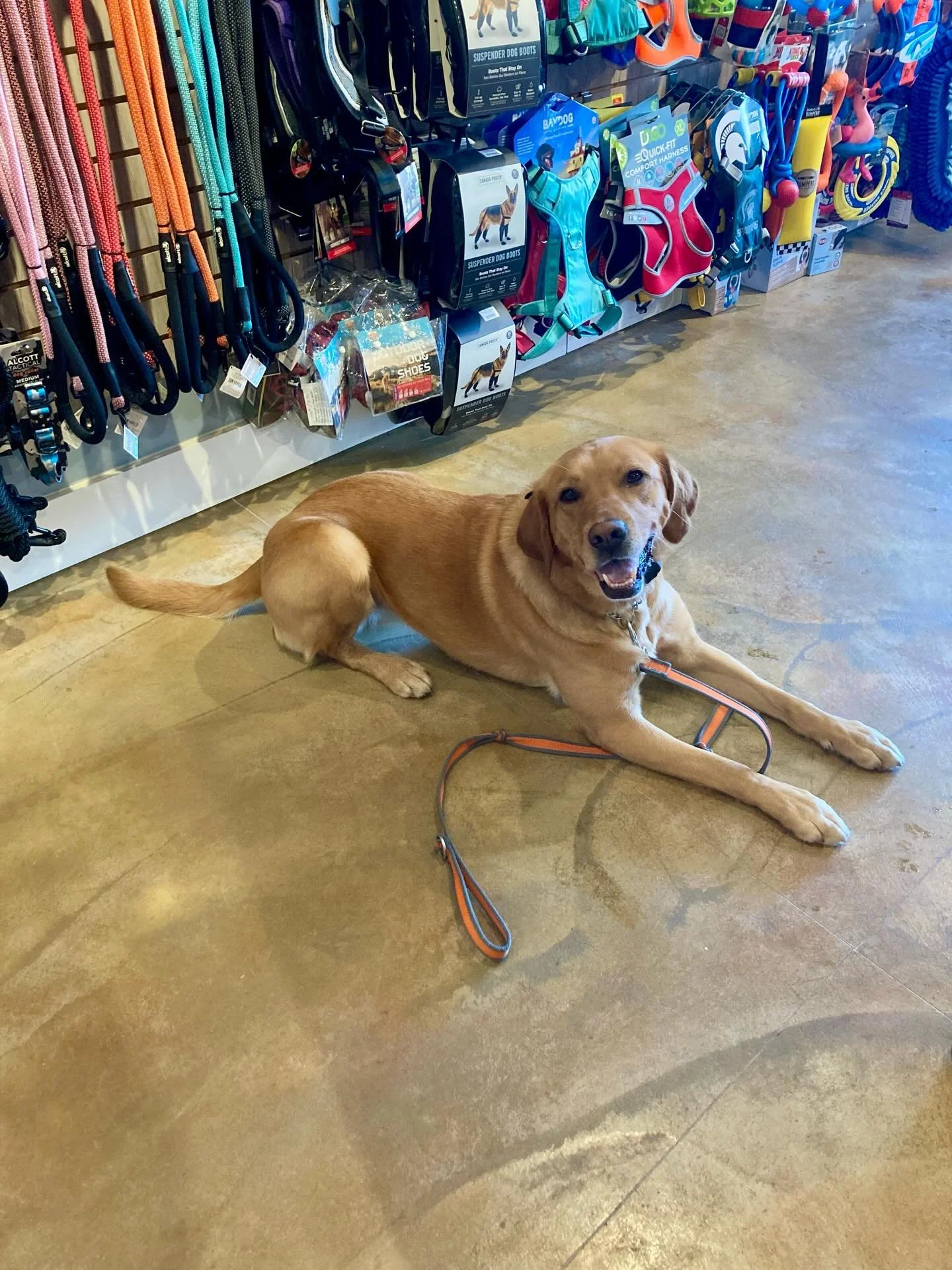 Hope everyone had a great Spring Break! Your dog asked us to remind you to stop in to restock your treats and toys 🤭

#riverstreetdog #elkrapids #northernmichigan #dogsofinstagram