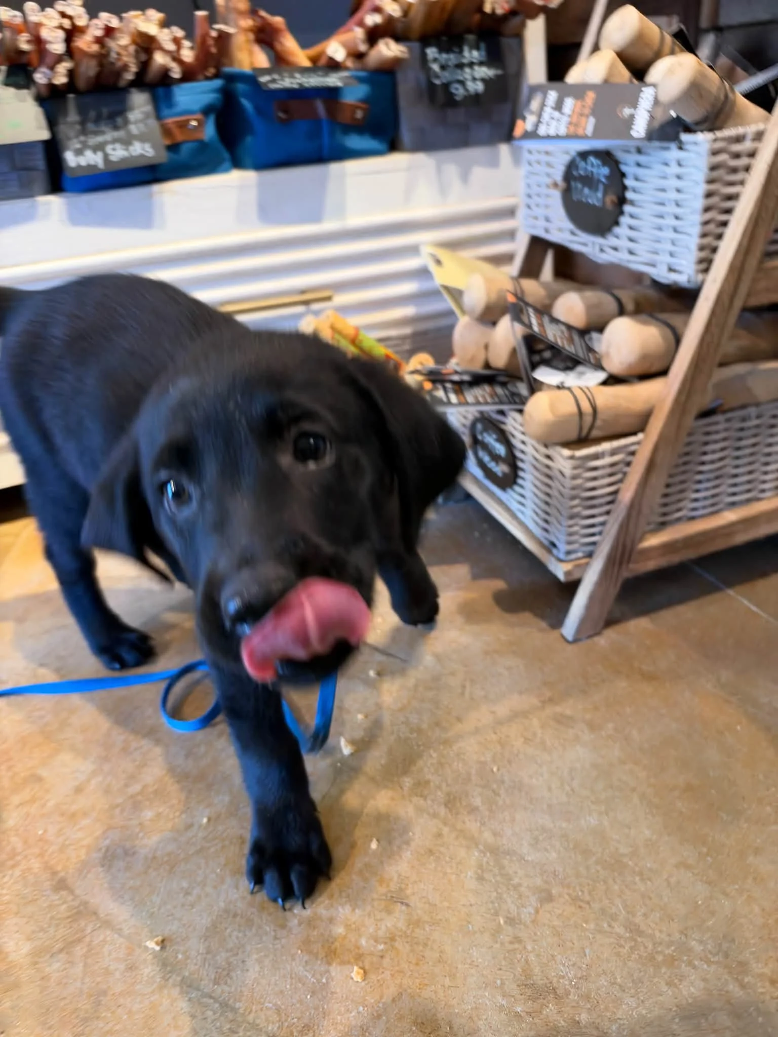 Baby Boi Murphy had all the sniffs and chomps in his first visit! #riverstreetdog #shopelkrapidsmi