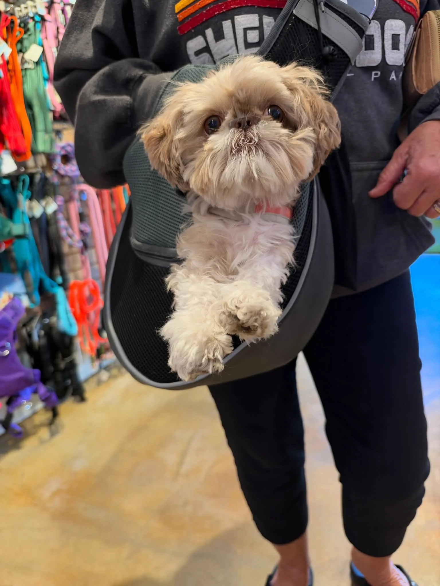 This little angel was all packed up and ready to go! #riverstreetdog #shopelkrapidsmi