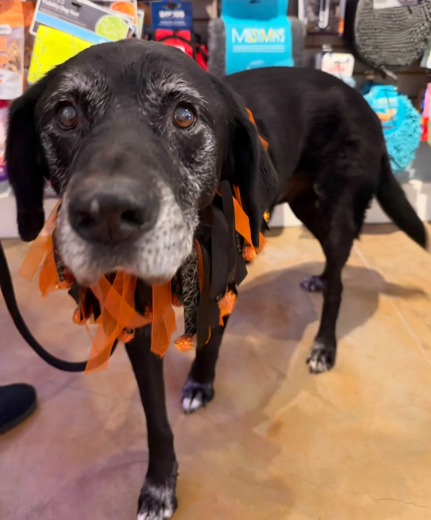 DJ is ready for Halloween! #riverstreetdog #shopelkrapidsmi