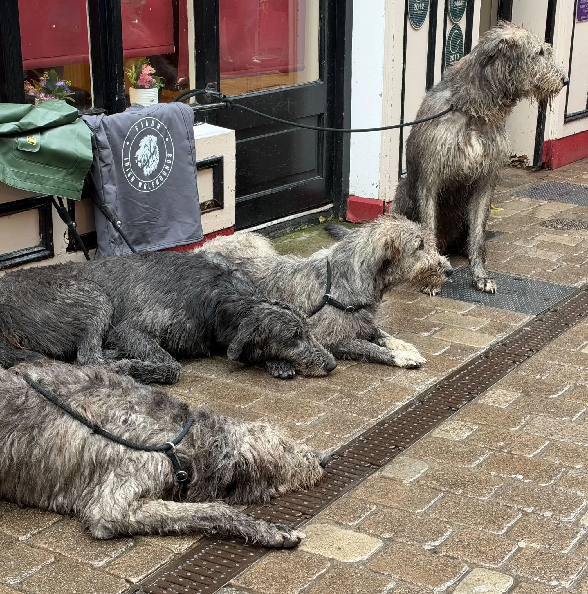 Irish Irish Wolfhounds