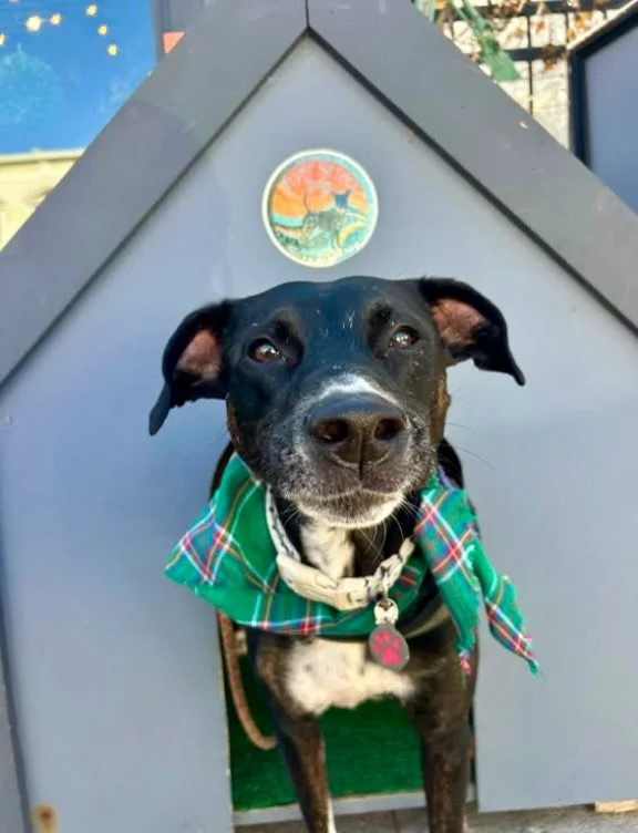 Happy Monday! 

#elkrapids #downtownelkrapids #riverstreetdog
