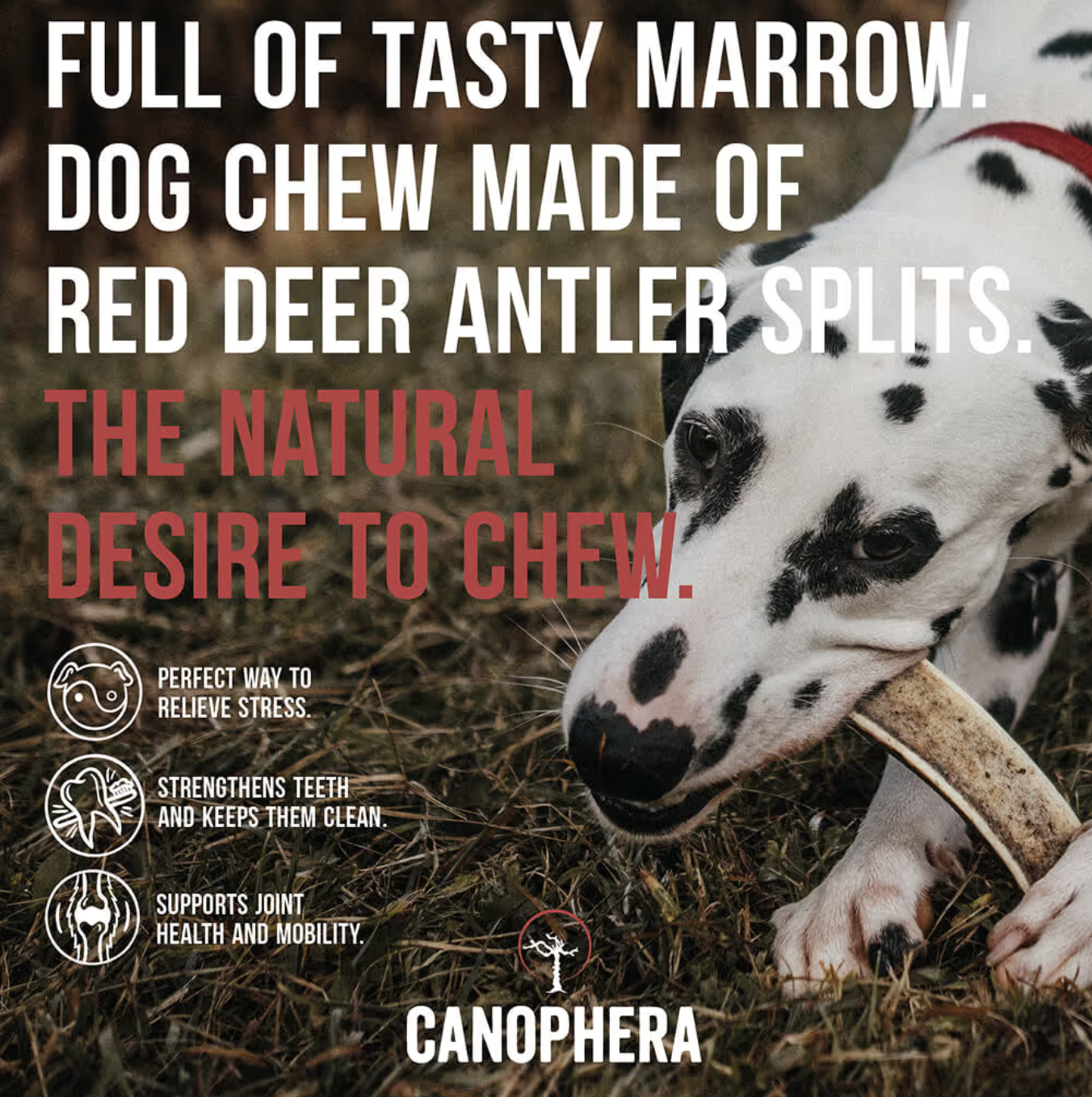 Screenshot 2026-03-03 at 3.48.55 PM.png