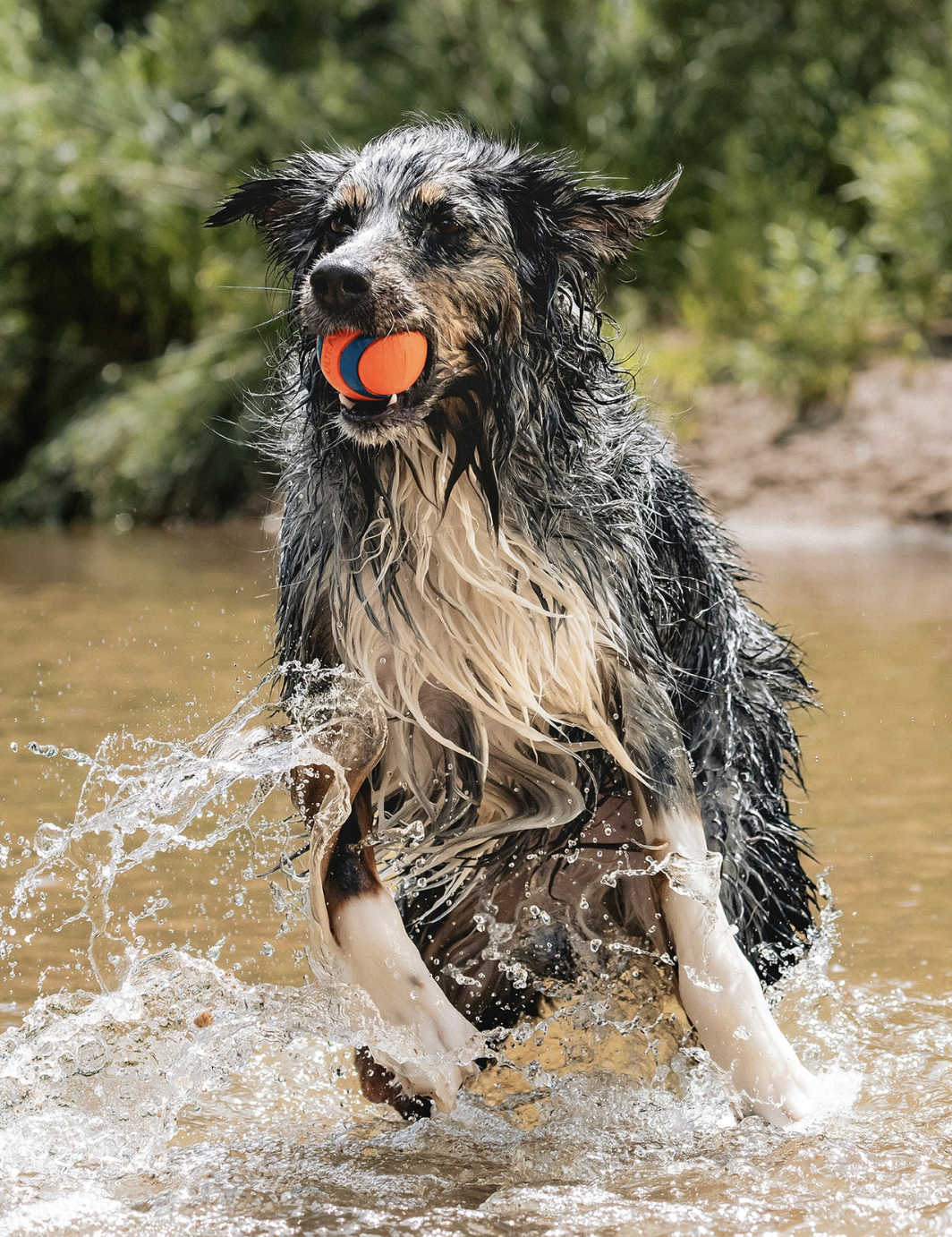 Chuckit! Ultra Ball  / Ultra Squeaker Ball