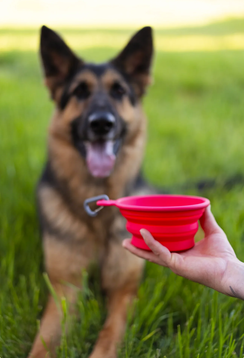 Messy Mutts Silicone Collapsible Bowl