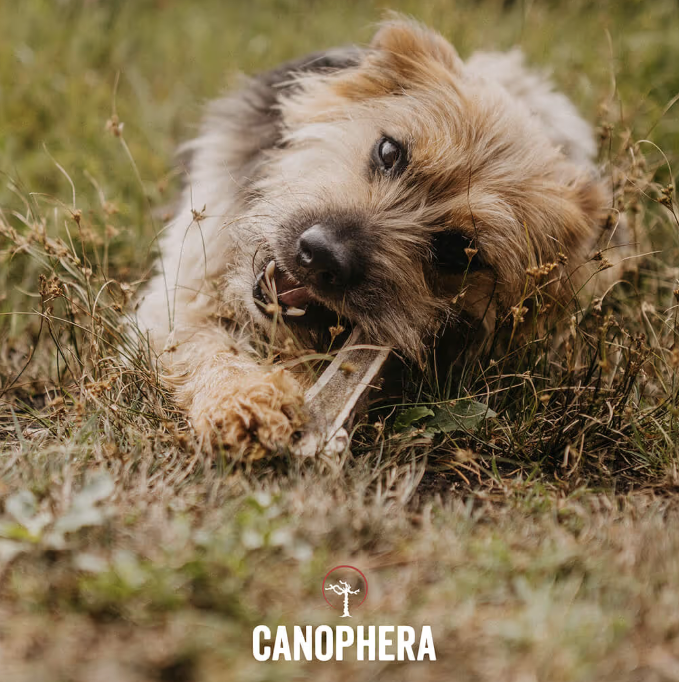 Screenshot 2026-03-03 at 3.49.22 PM.png