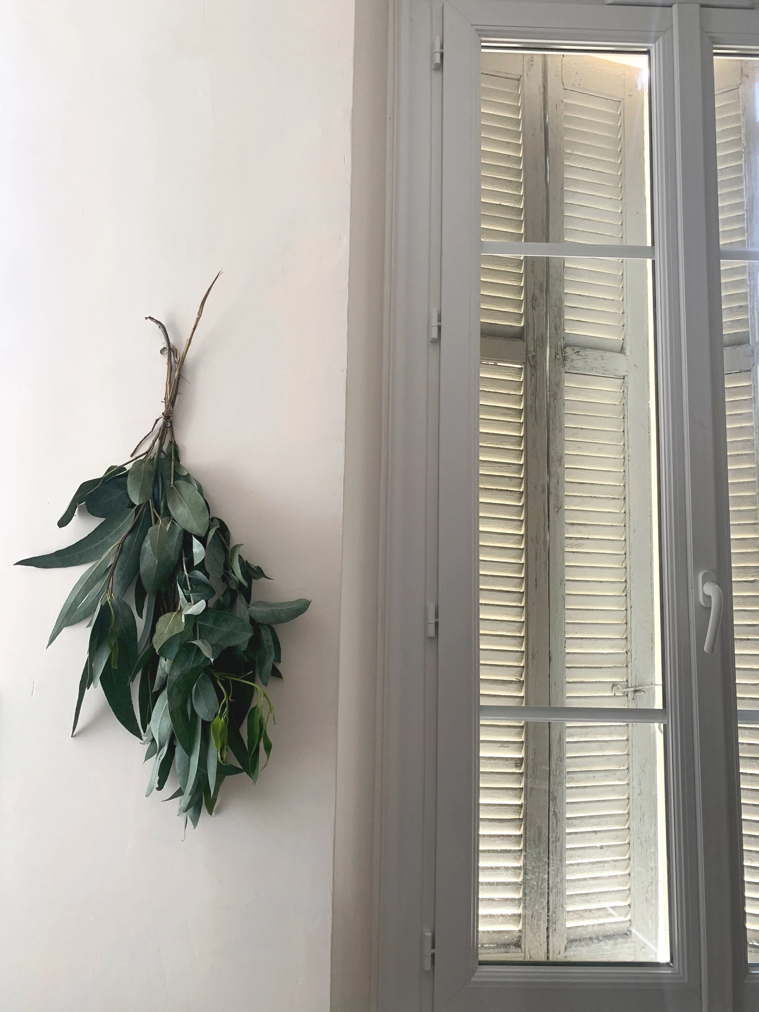 A window with white frames and shutters, with a bunch of green leaves hanging on the wall beside it.