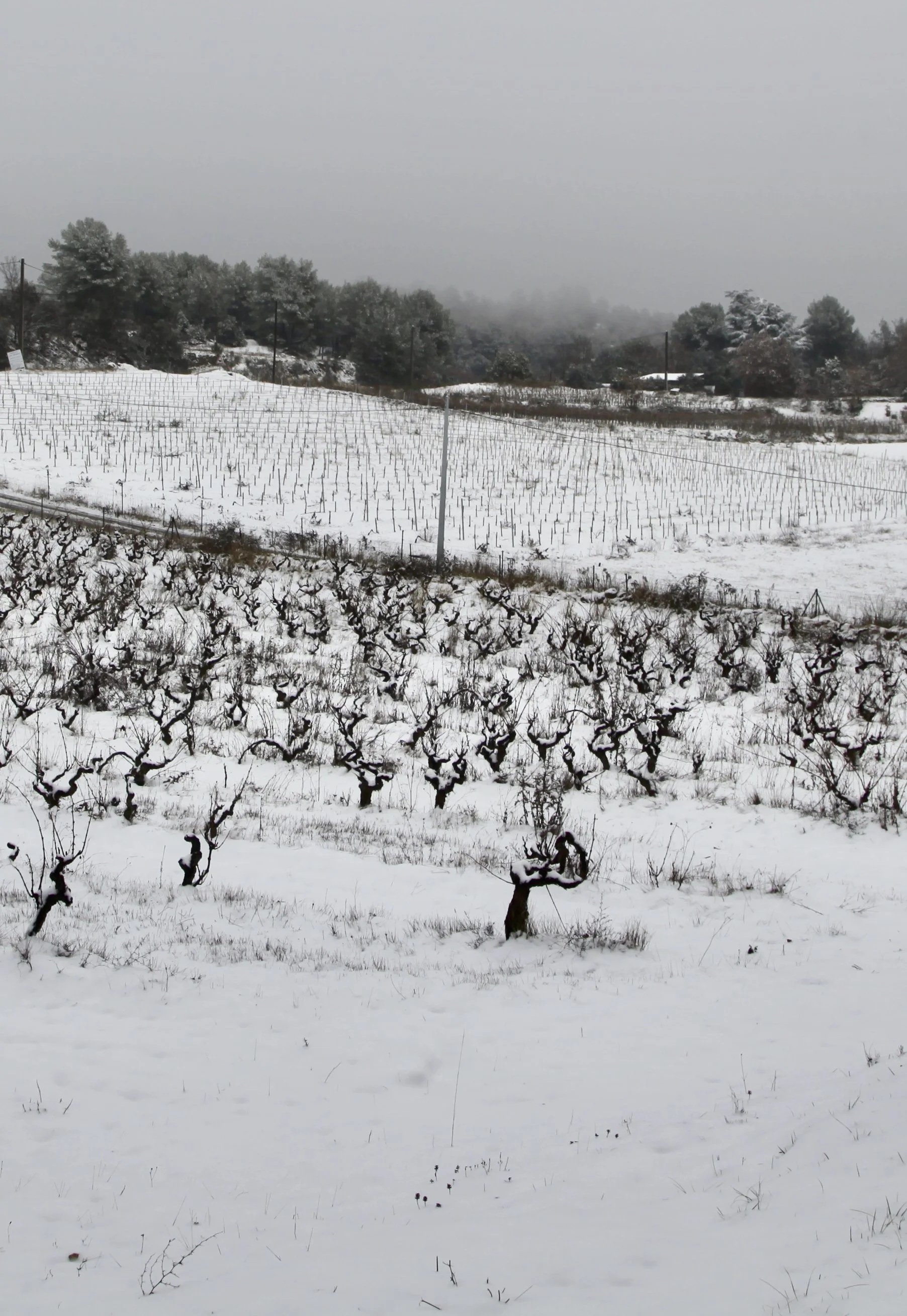 A snowy landscape with leafless grapevines, a vineyard in winter, under a cloudy sky with distant trees and hills.