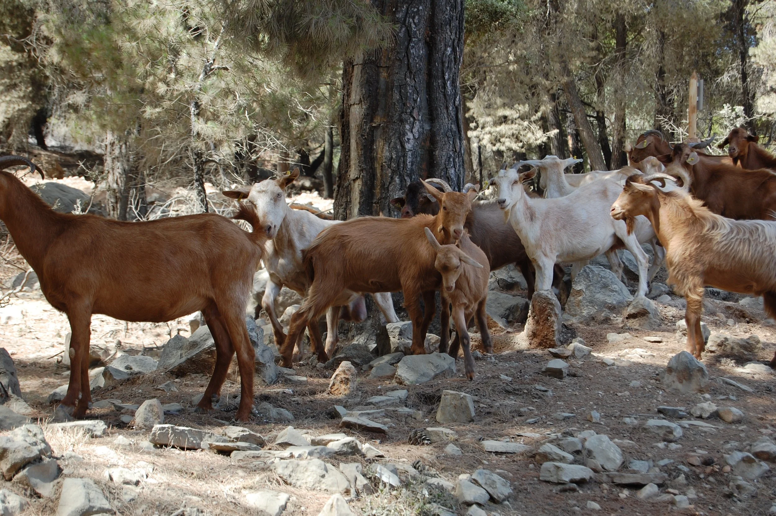 A group of goats with various colors and sizes wandering among rocks and trees in a forested area.