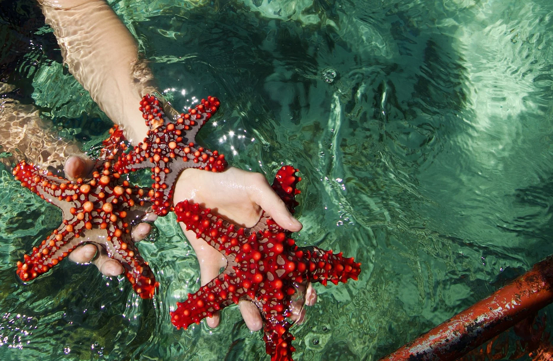Person holding three red starfish in shallow clear water near a rusty pipe
