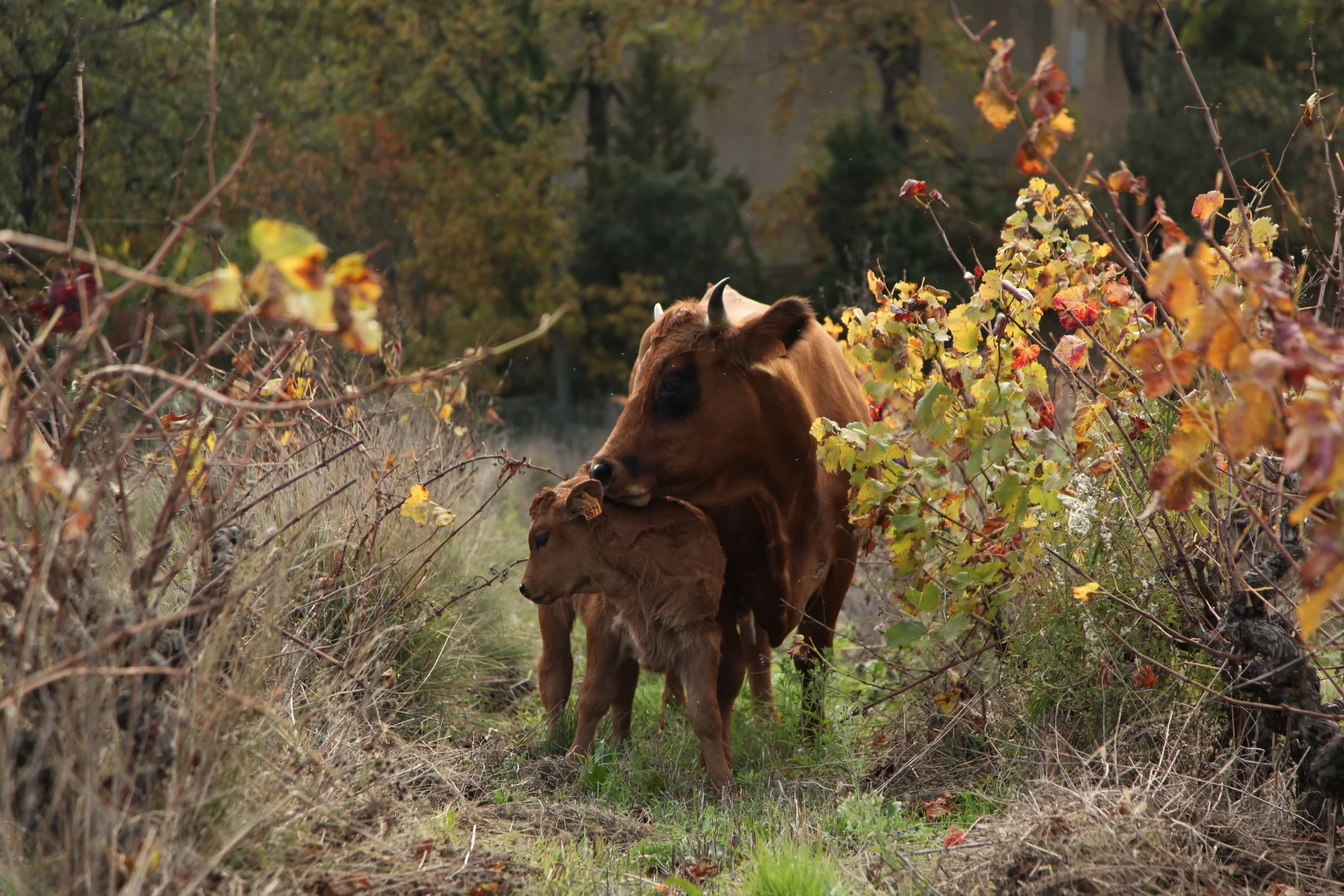 A cow and a calf standing in a nature setting with foliage and trees in the background.