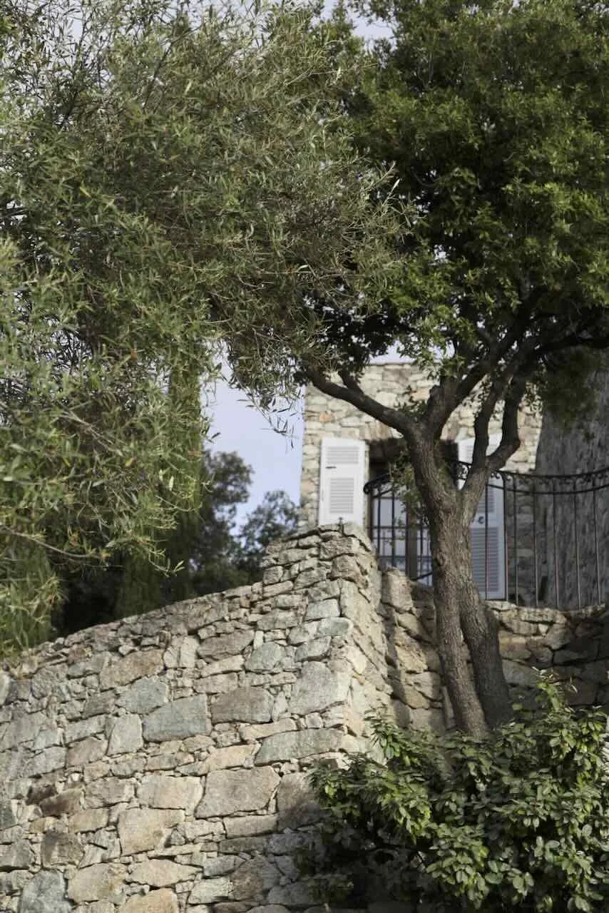Stone wall with a tree and green foliage in front of a house with white shutters and a stone exterior.