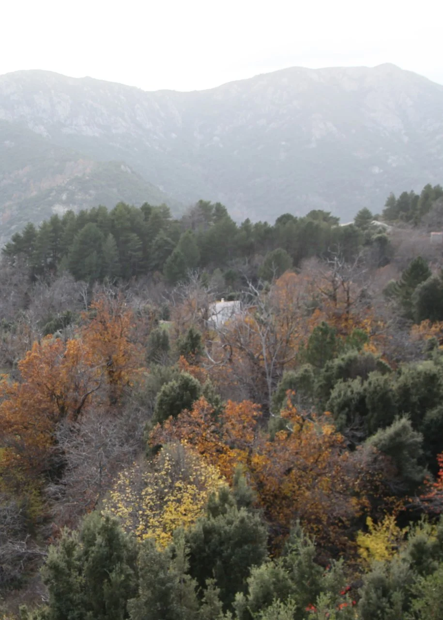 Scenic view of mountains with dense forest in autumn, showing a mix of green, orange, and yellow foliage and a few houses in the distance.