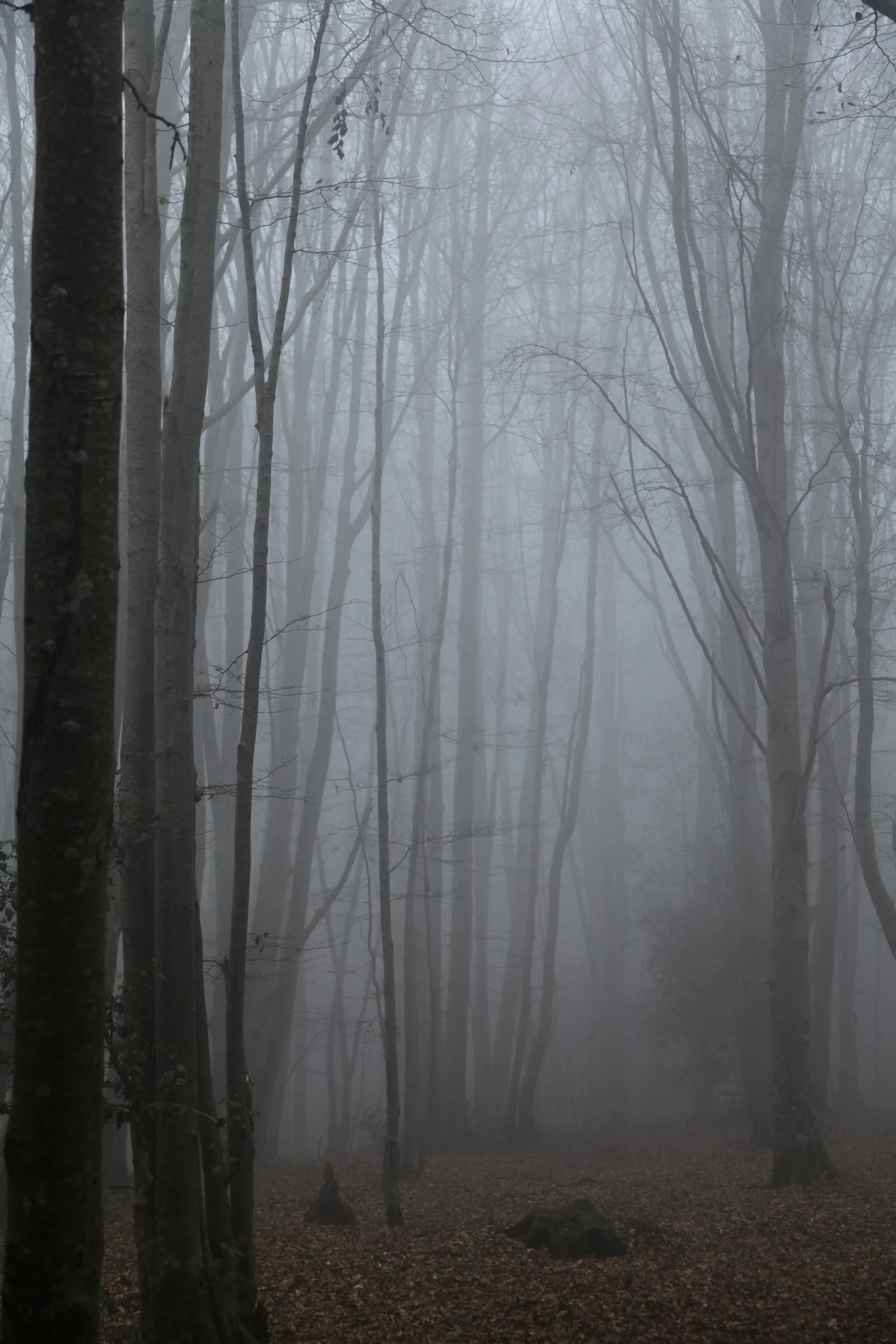 A foggy forest scene with tall, leafless trees and a ground covered in fallen leaves.