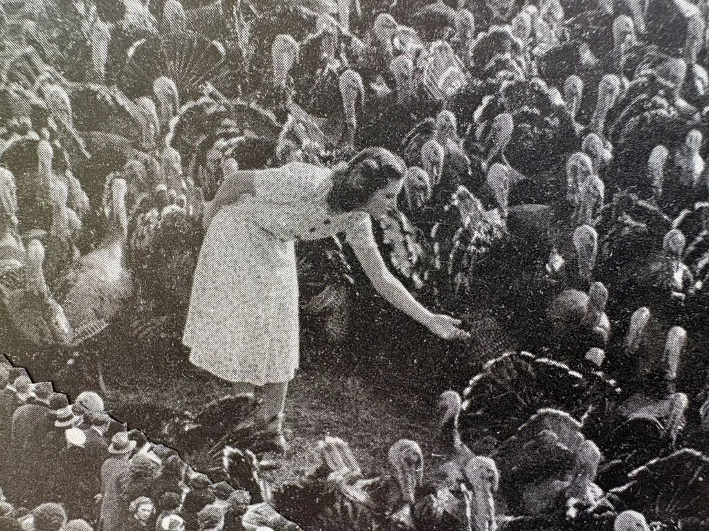 Turkeys-7.jpg