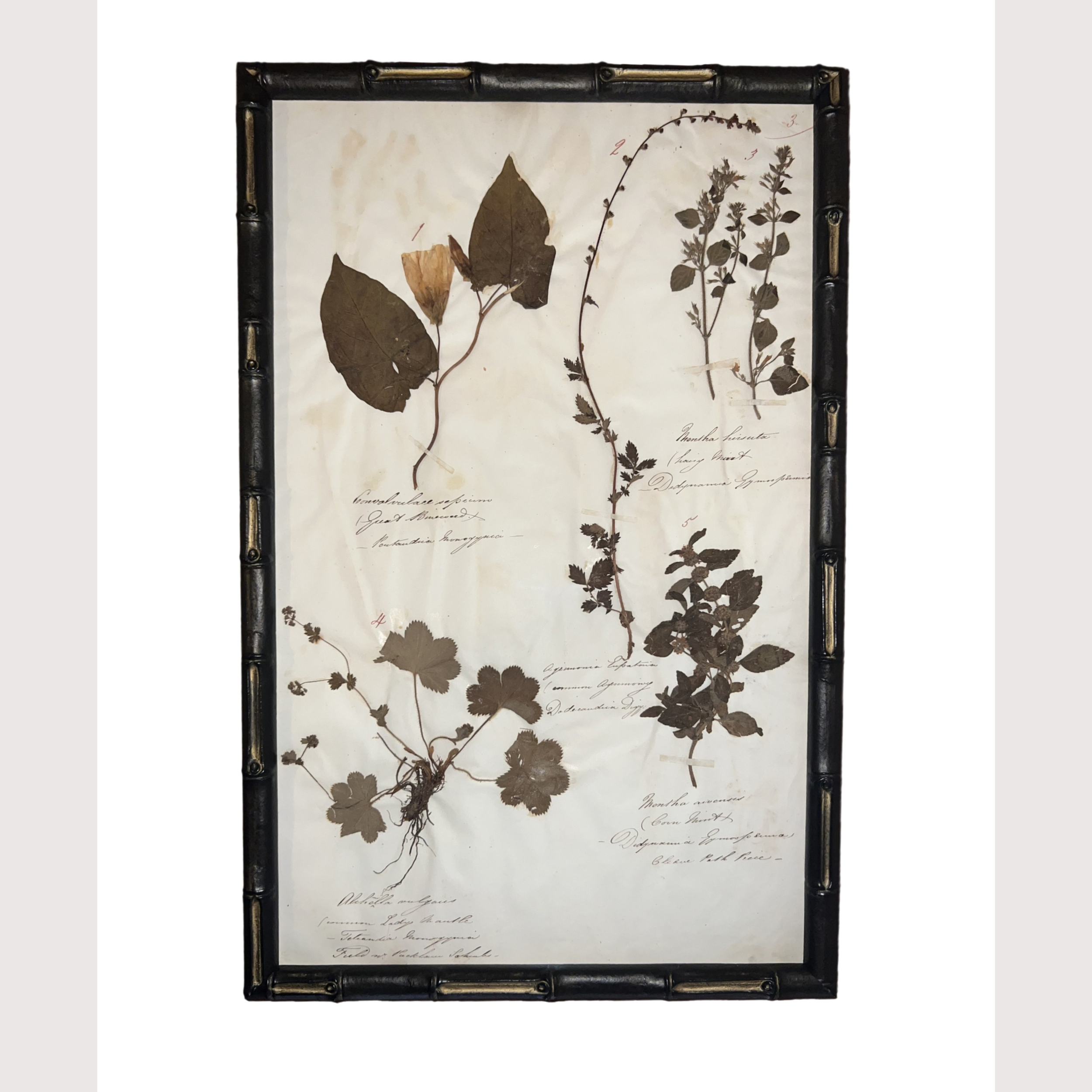 10_WEBSITE_6 HERBARIUM PICTURES.png