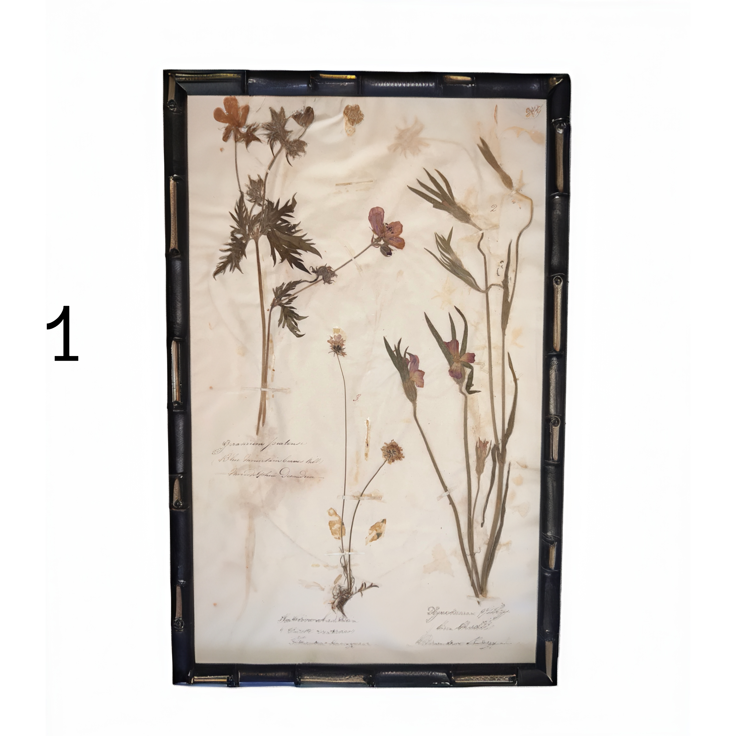 1_HERBARIUM.png