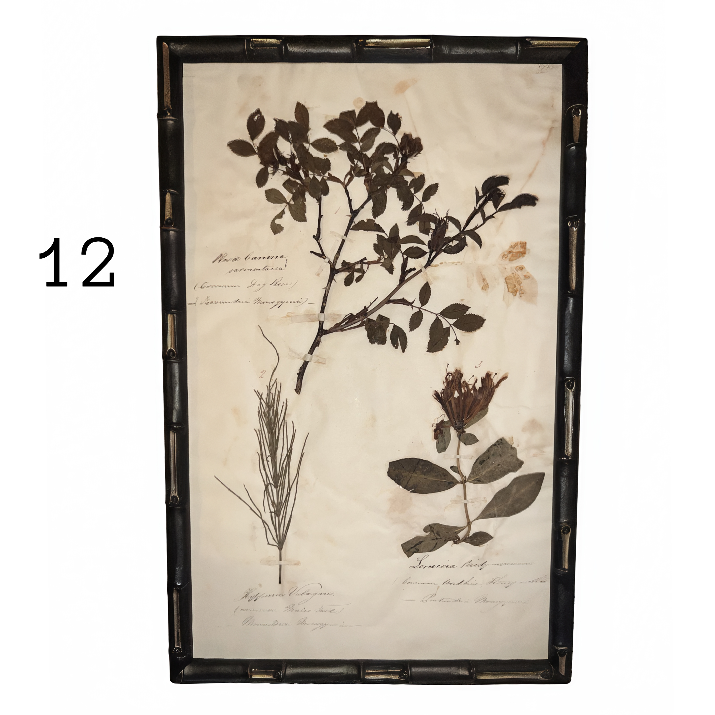 12_herbarium.png