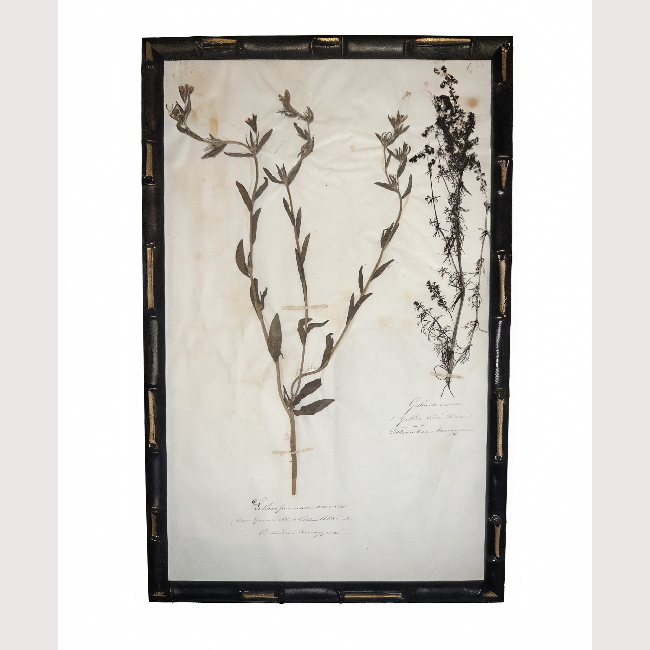 11_WEBSITE_6 HERBARIUM PICTURES.png