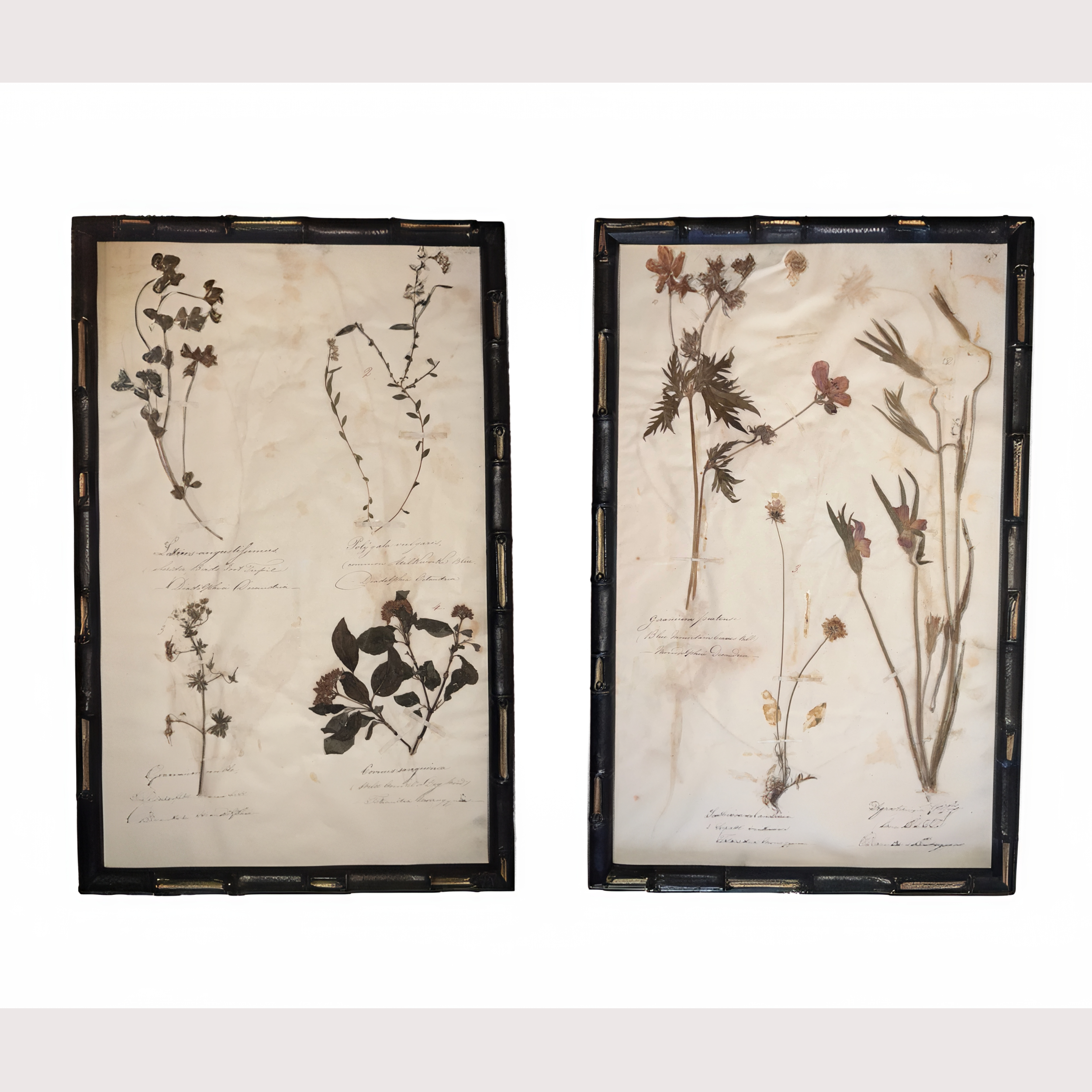 2_WEBSITE_2nd_2 HERBARIUM PICTURES.png