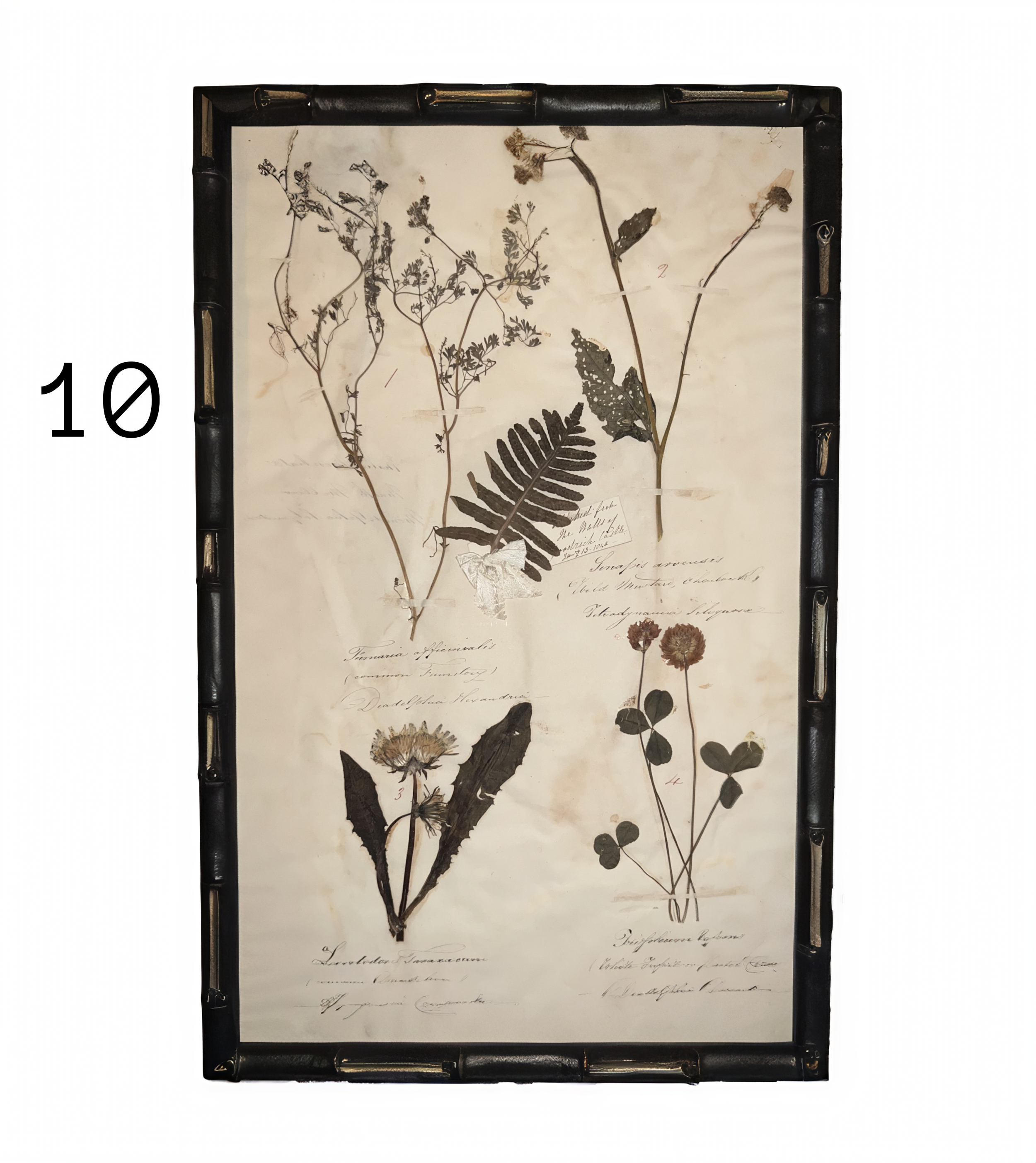 10_herbarium.png